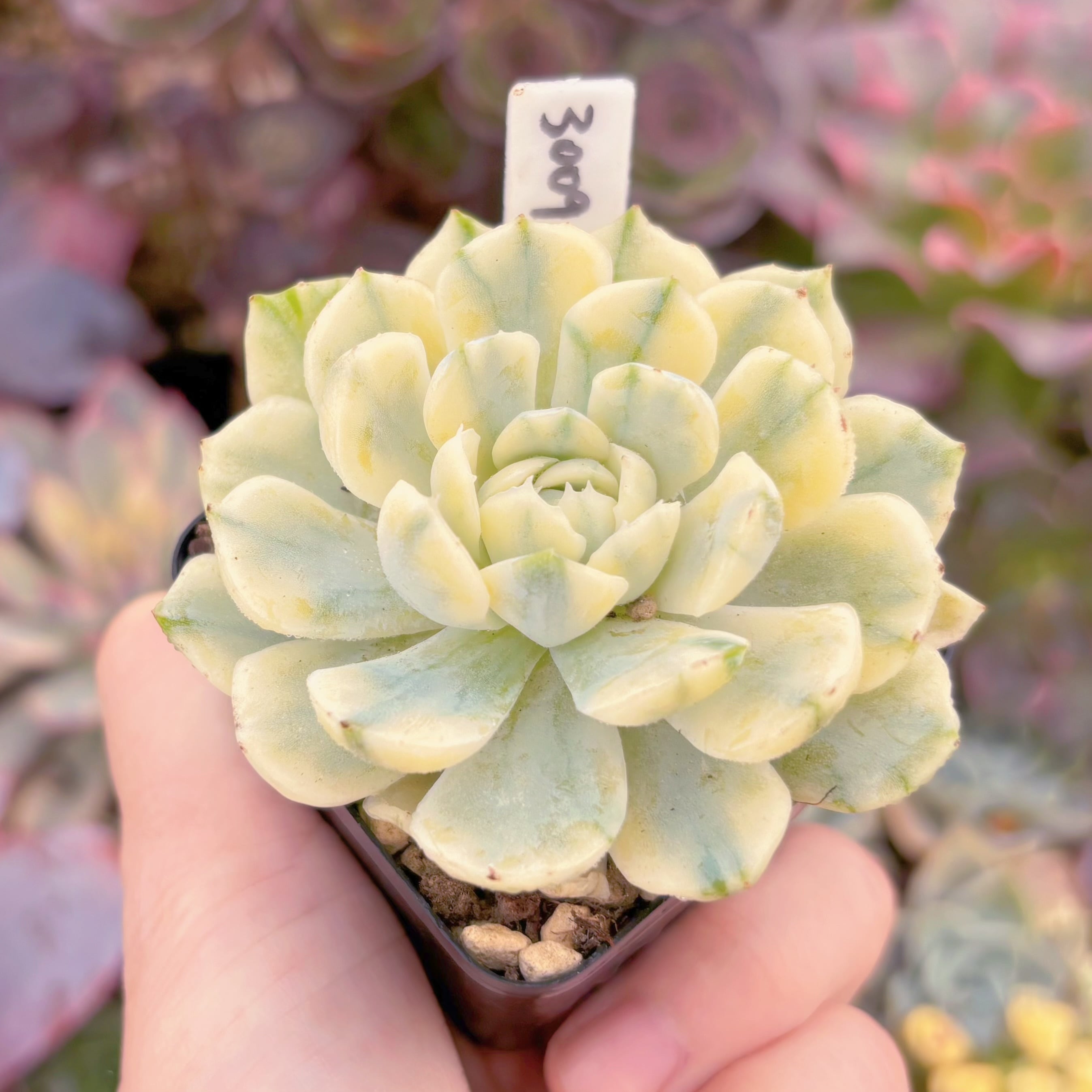 現品 クリームベリー錦#3009 るる農園 | るる農園~多肉植物専門