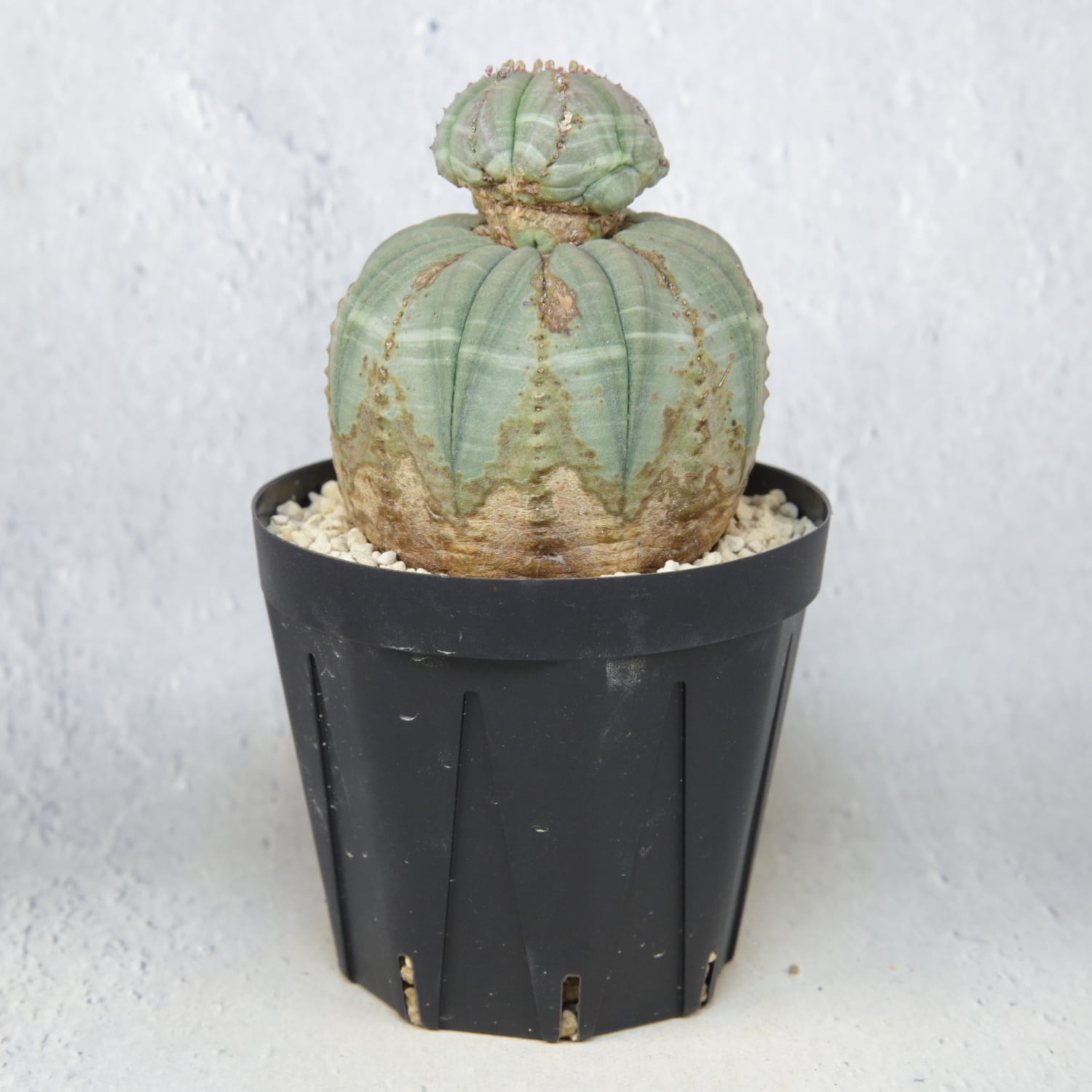 厳選株】成長点潰れ だるま まん丸 オベサ / 木質化 ユーフォルビア