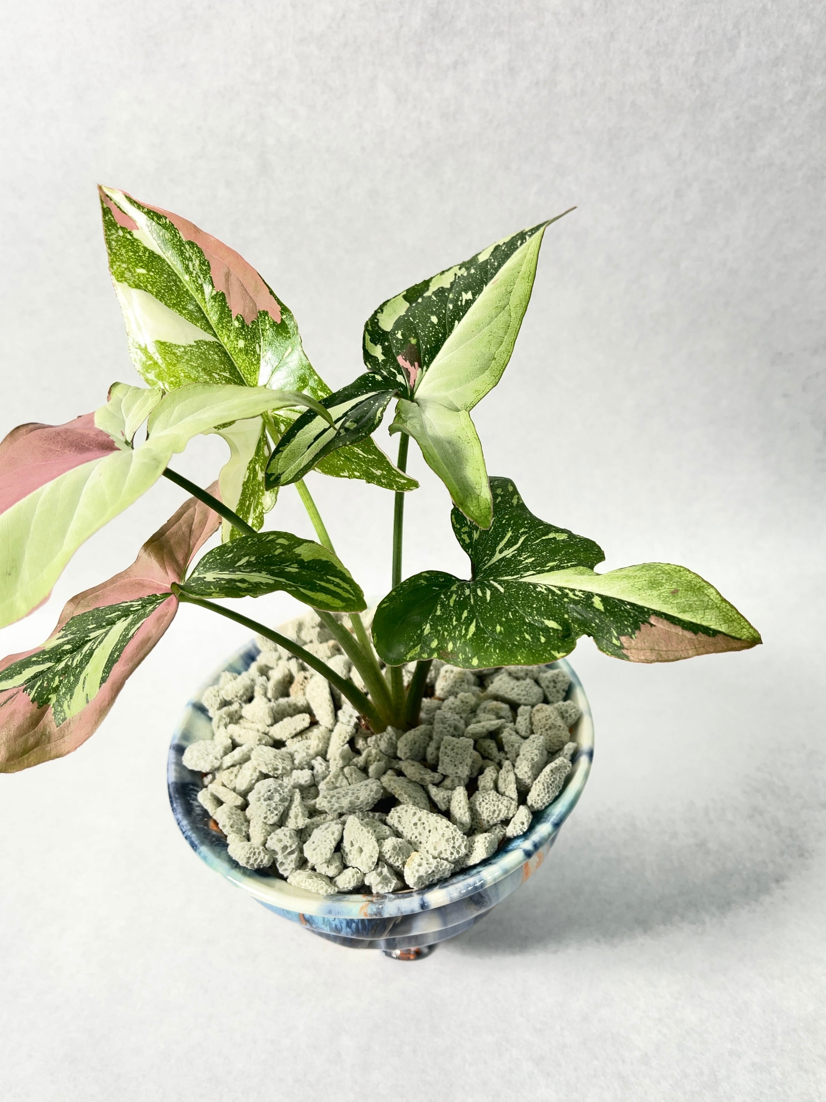 花宇宙×trigger】レッドスポットトリカラー | trigger