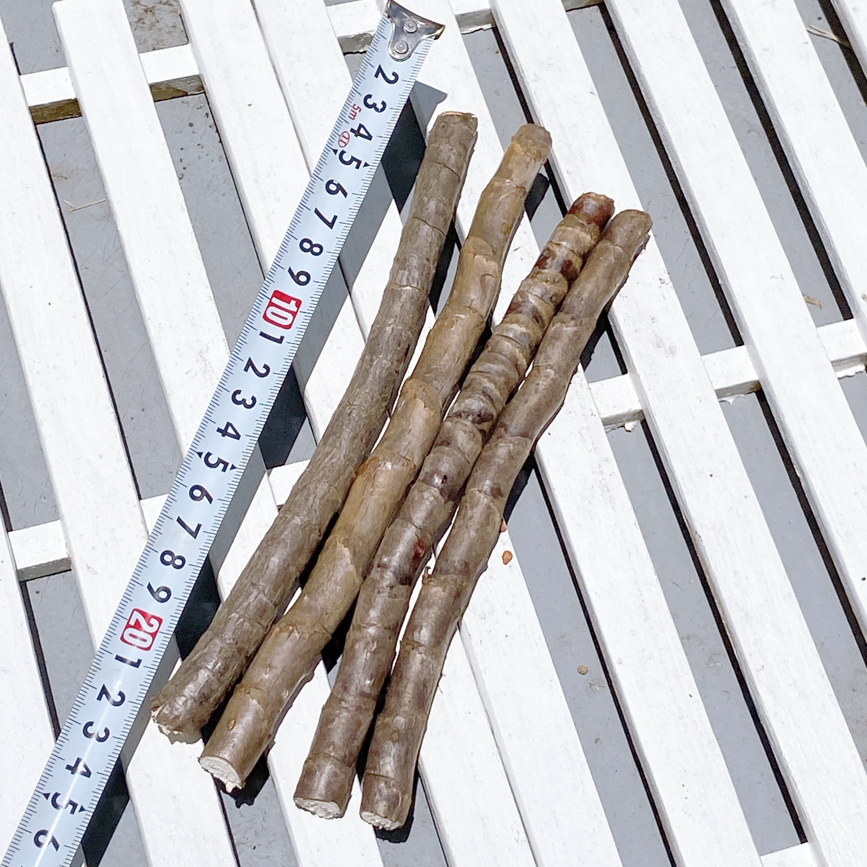 奄美大島産センネンボク（ティーリーフ）苗木 3本】 ハワイアン&南国