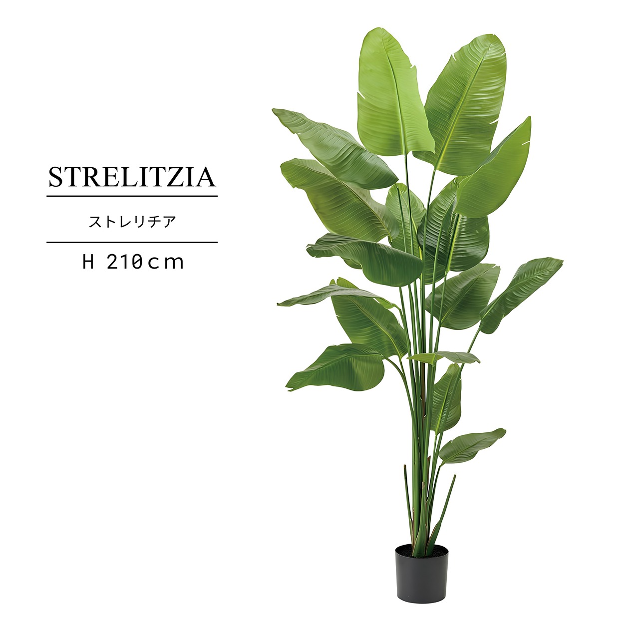 ストレリチア210㎝［人工観葉植物・フェイクグリーンT］