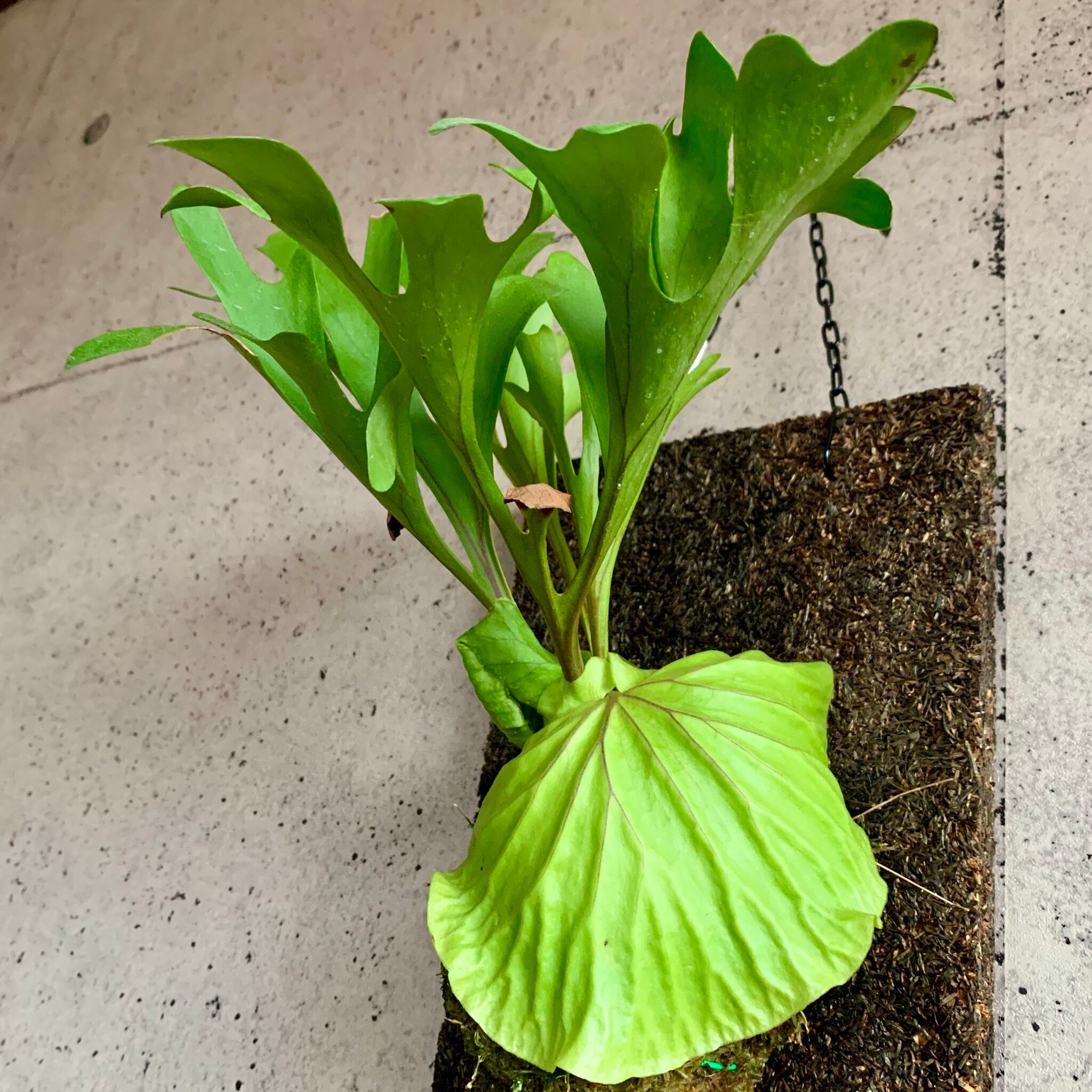 ビカクシダ リドレイ Planet Plants プラネットプランツ