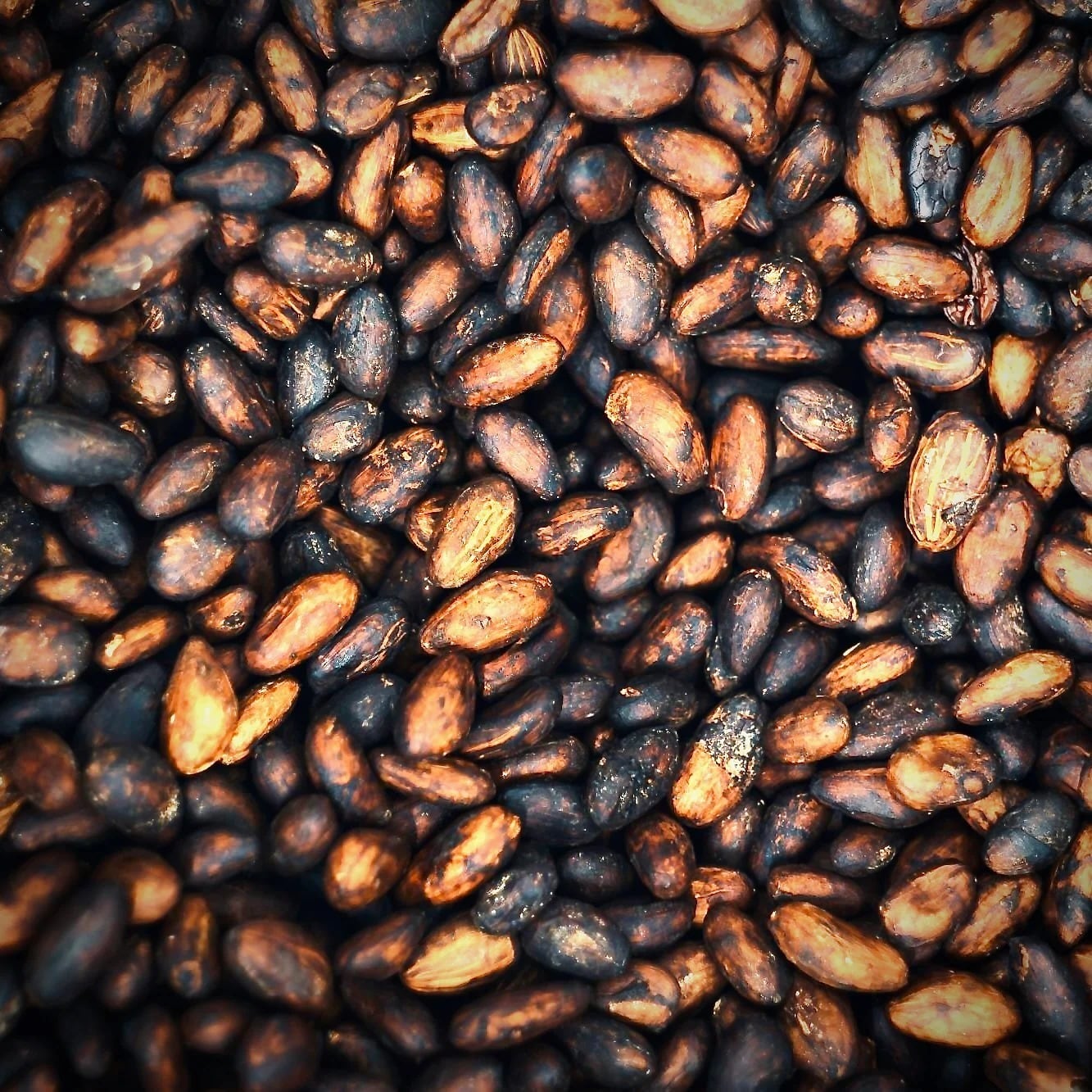 マウシム シングルノート カカオ 500ml / MAWSIM SINGLE NOTE Cacao