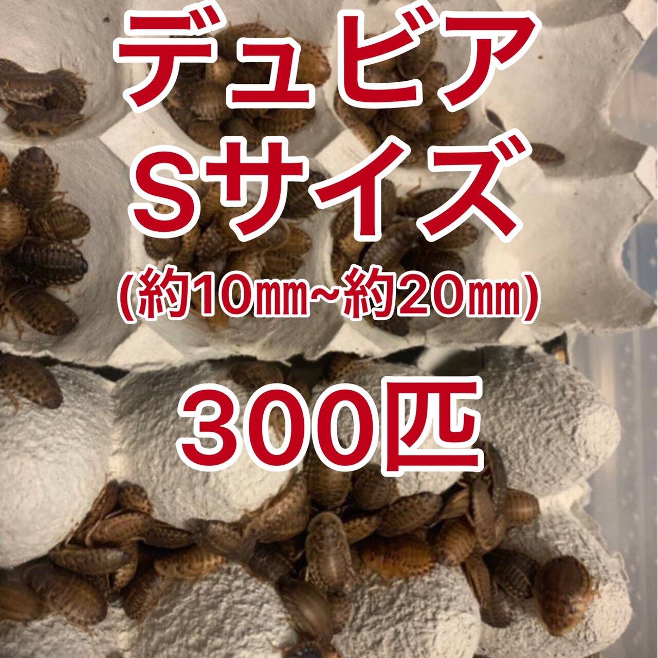 『沖縄本部発送』5000円！デュビアM300匹、デュビアS250匹 2026年最新】Yahoo!オークション -デュビア(ペット用品)の中古品・新品