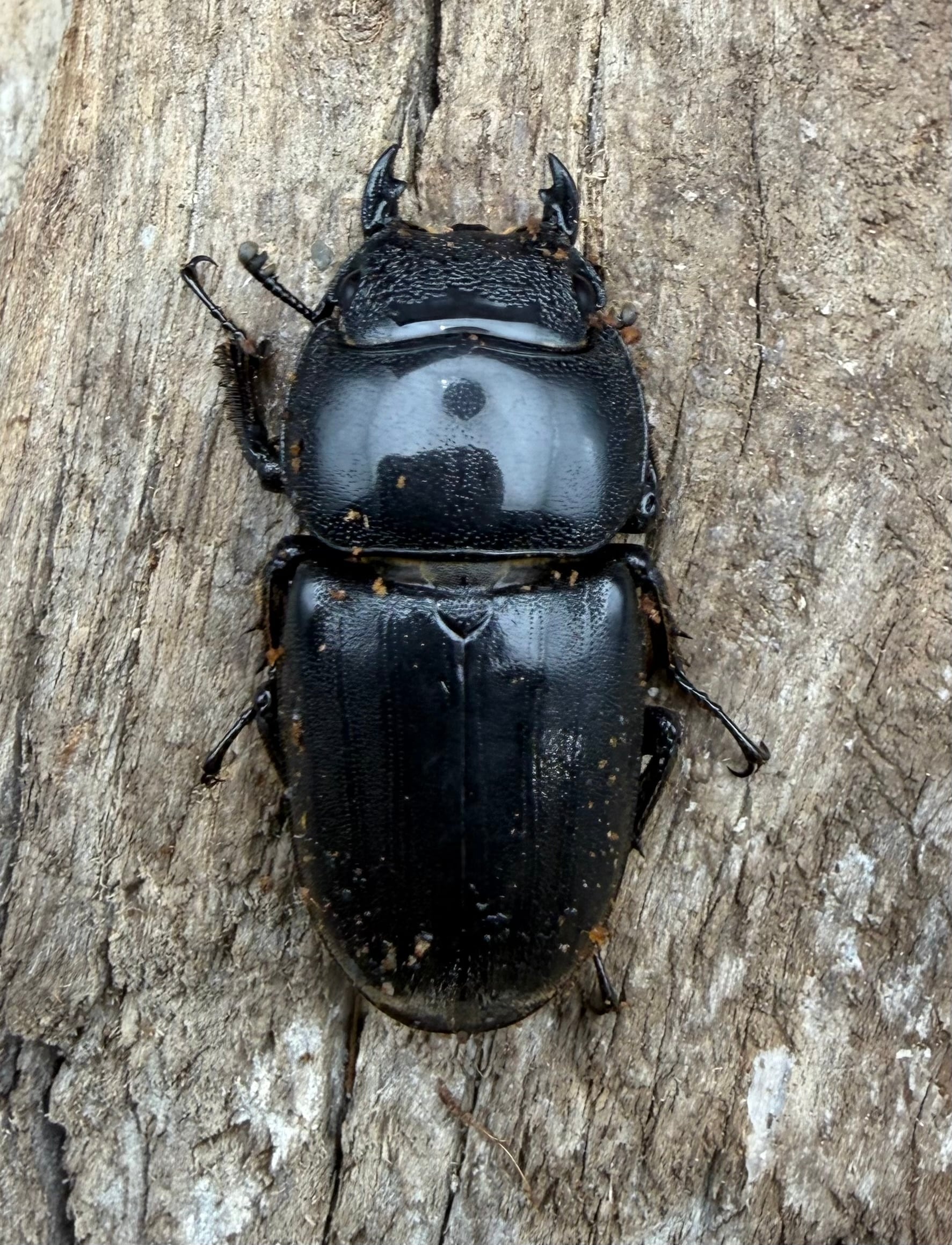 WD】《ダイオウヒラタ アルゴプーロ産 80mm ペア》 | KPW公式