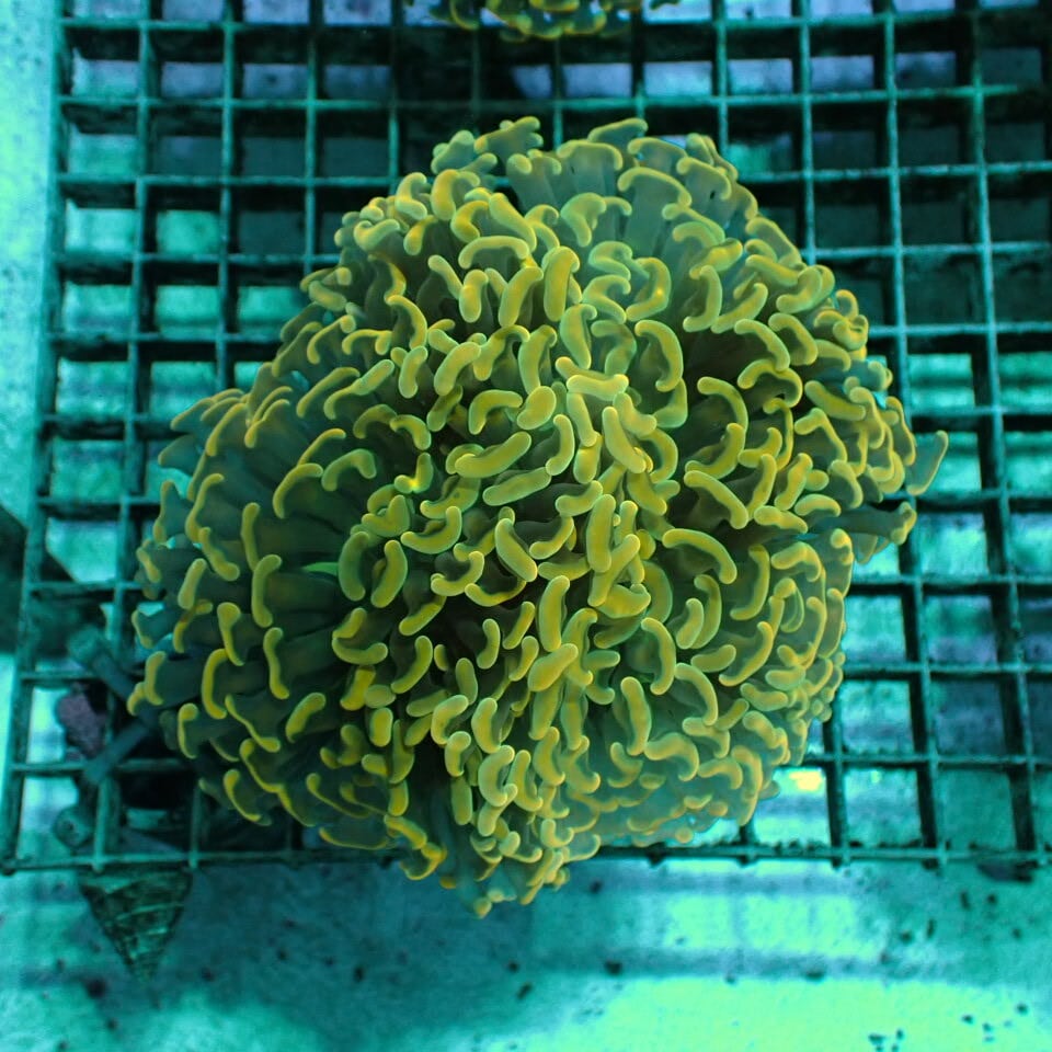 ナガレハナサンゴ / Hammer | HOUSE REEF(ハウスリーフ)サンゴ・海水魚