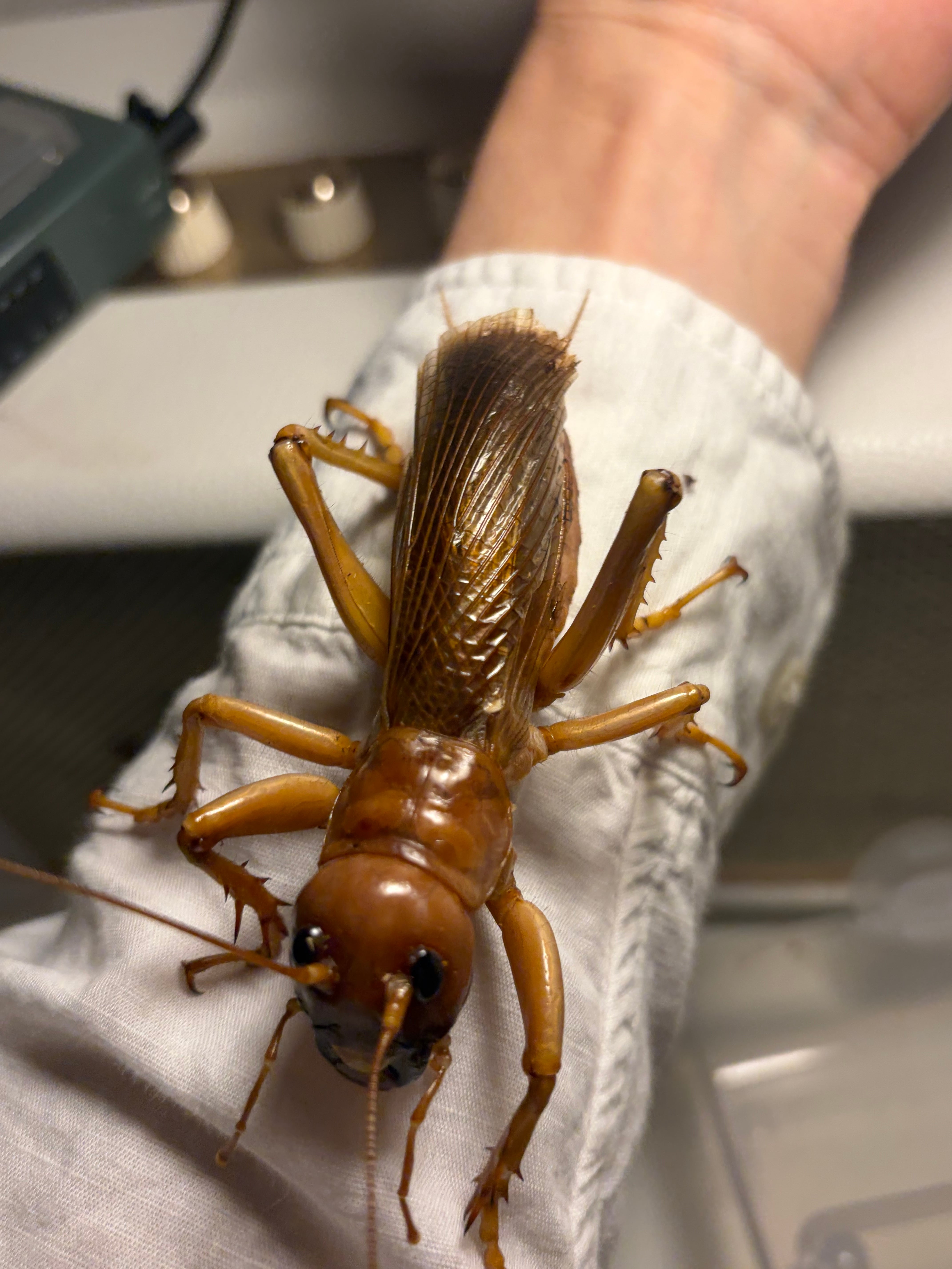 生体ペア】リオック Sia ferox コロギス 昆虫標本デュビアタランチュラ