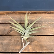 チランジア ムロルム【355】