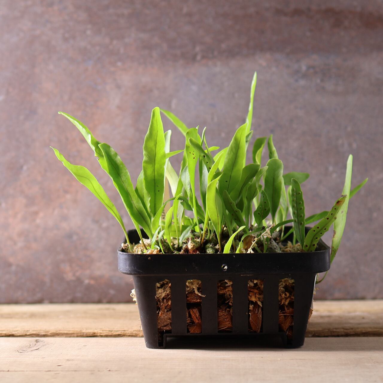 400 森の知恵を宿す、アリと共に生きるシダ『レカノプテリス シヌオサ