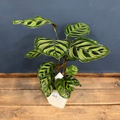 カラテア マコヤナ【825】