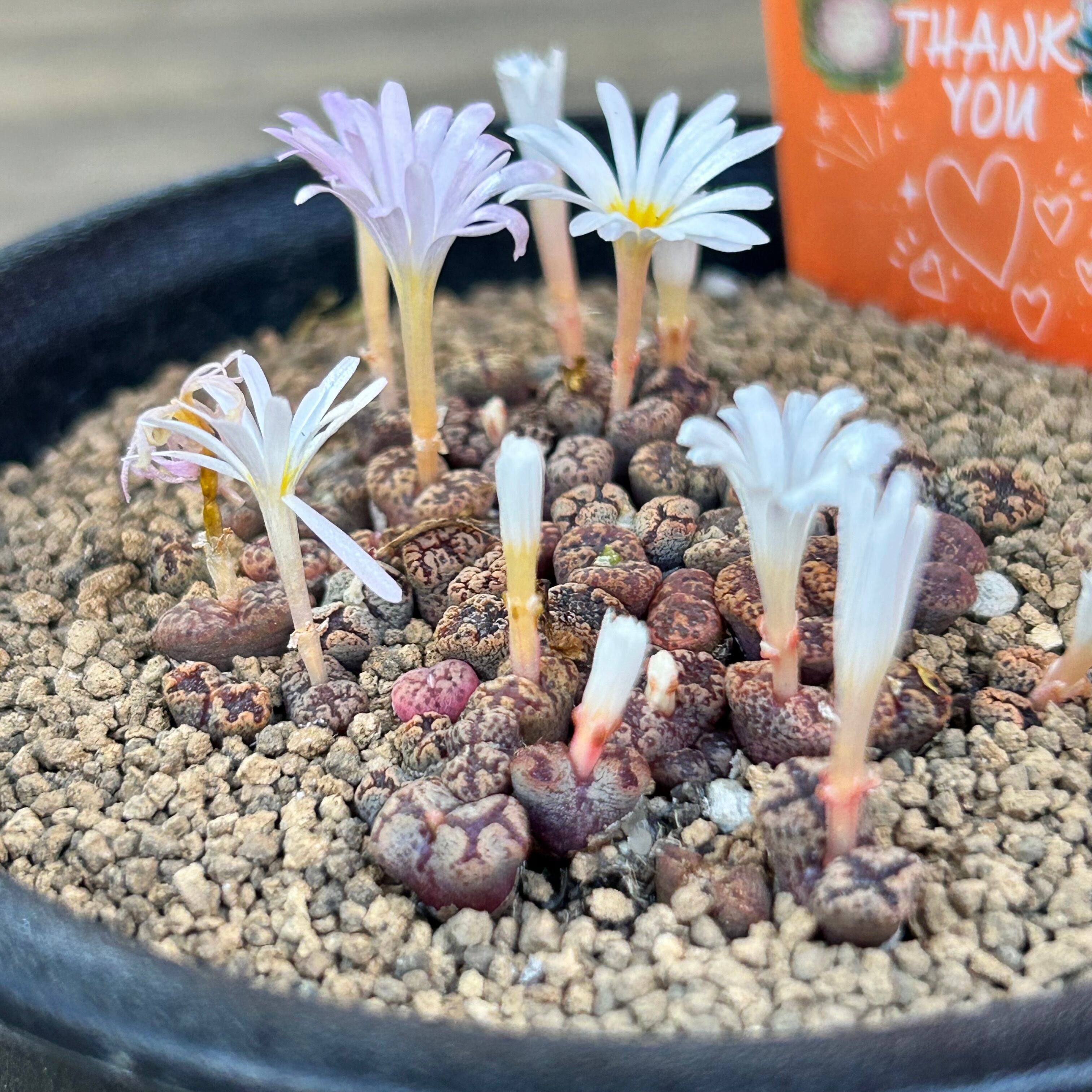 ペルシダムレッド(コノフィツム) | RuPo 多肉植物専門店