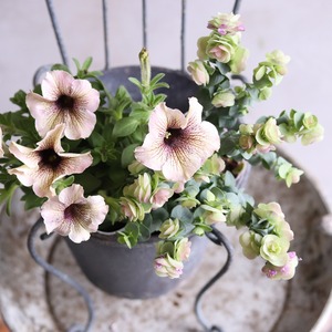 モンディマンシェ　ハーブ　オレガノ　ケントビューティー｜優しいピンクXグリーンのお花　丈夫　寄せ植えをオシャレにする