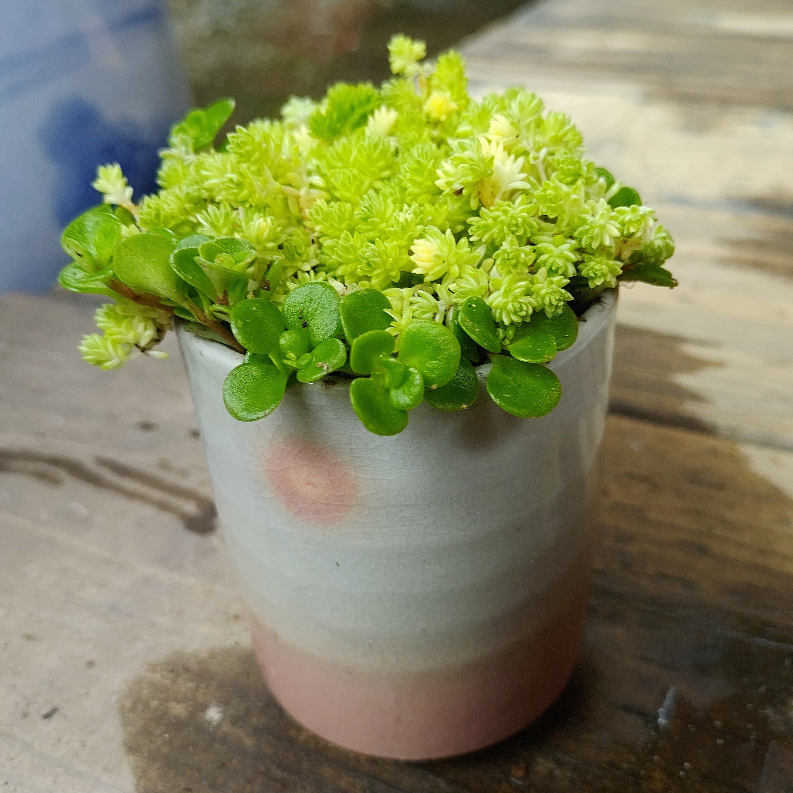 ミルクゥージとセダムの寄せ植え | RuPo 多肉植物専門店
