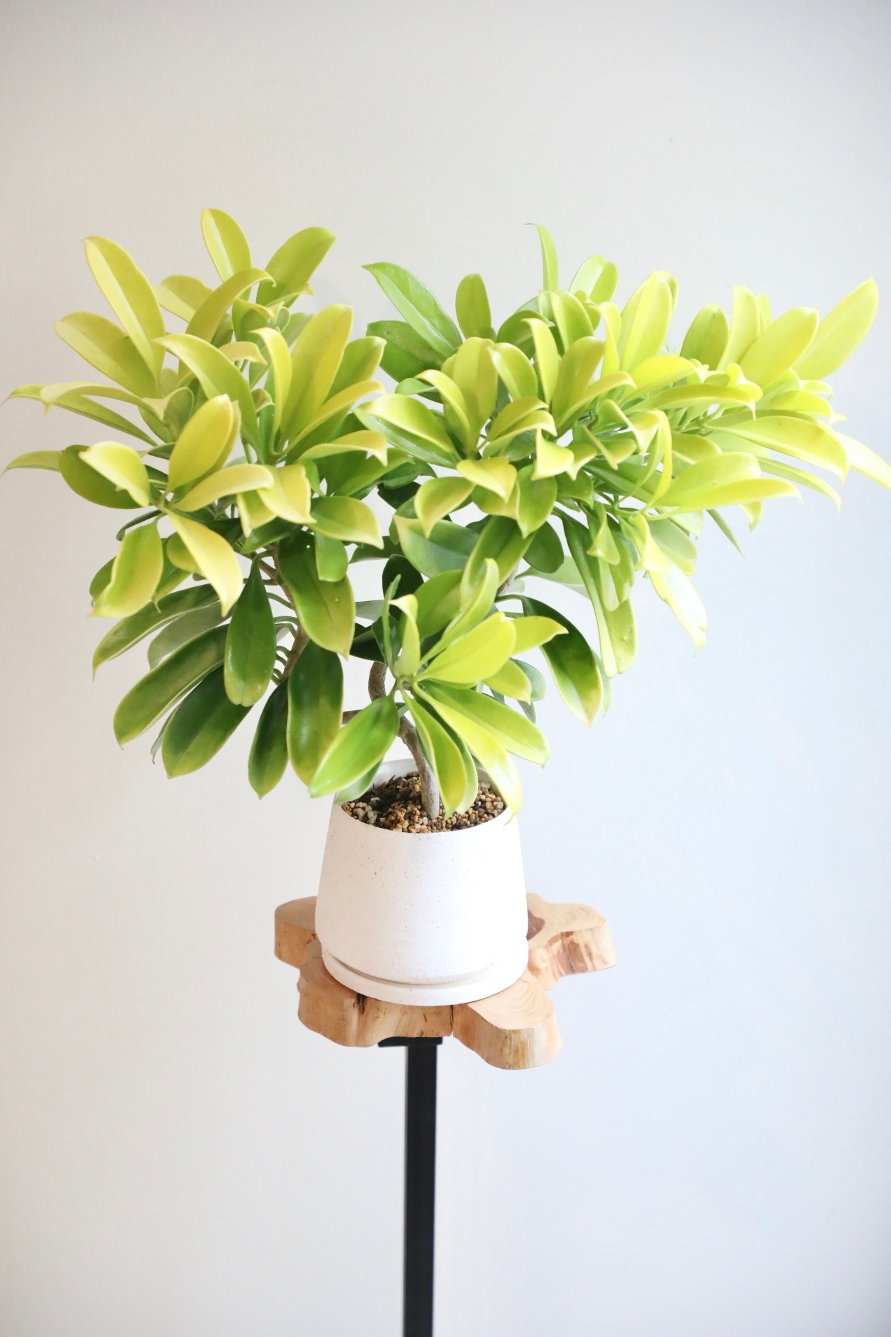 【S】シェフレラ ファグラエア バリエガータ/ Schefflera 　※陶器鉢付き