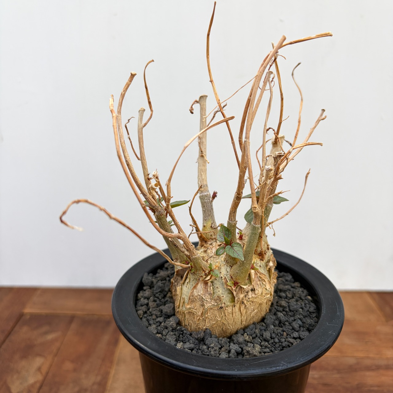 Ficus petiolaris【フィカス・ペティオラリス・実生】