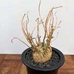 Ficus petiolaris【フィカス・ペティオラリス・実生】