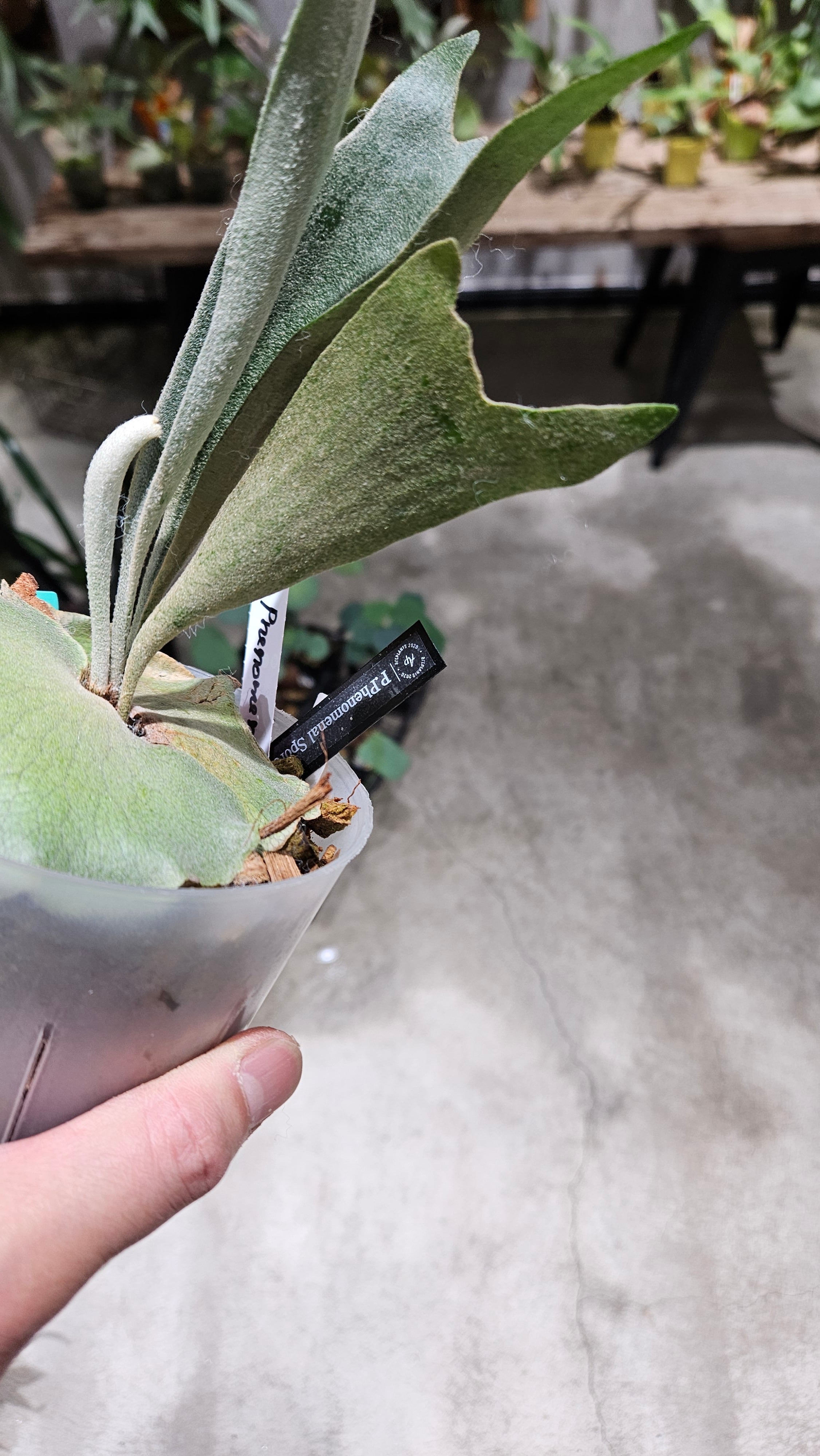 P.Phenomenal Sporelings 【 artPLANTs/PLANTS GARAGE 】ビカクシダ