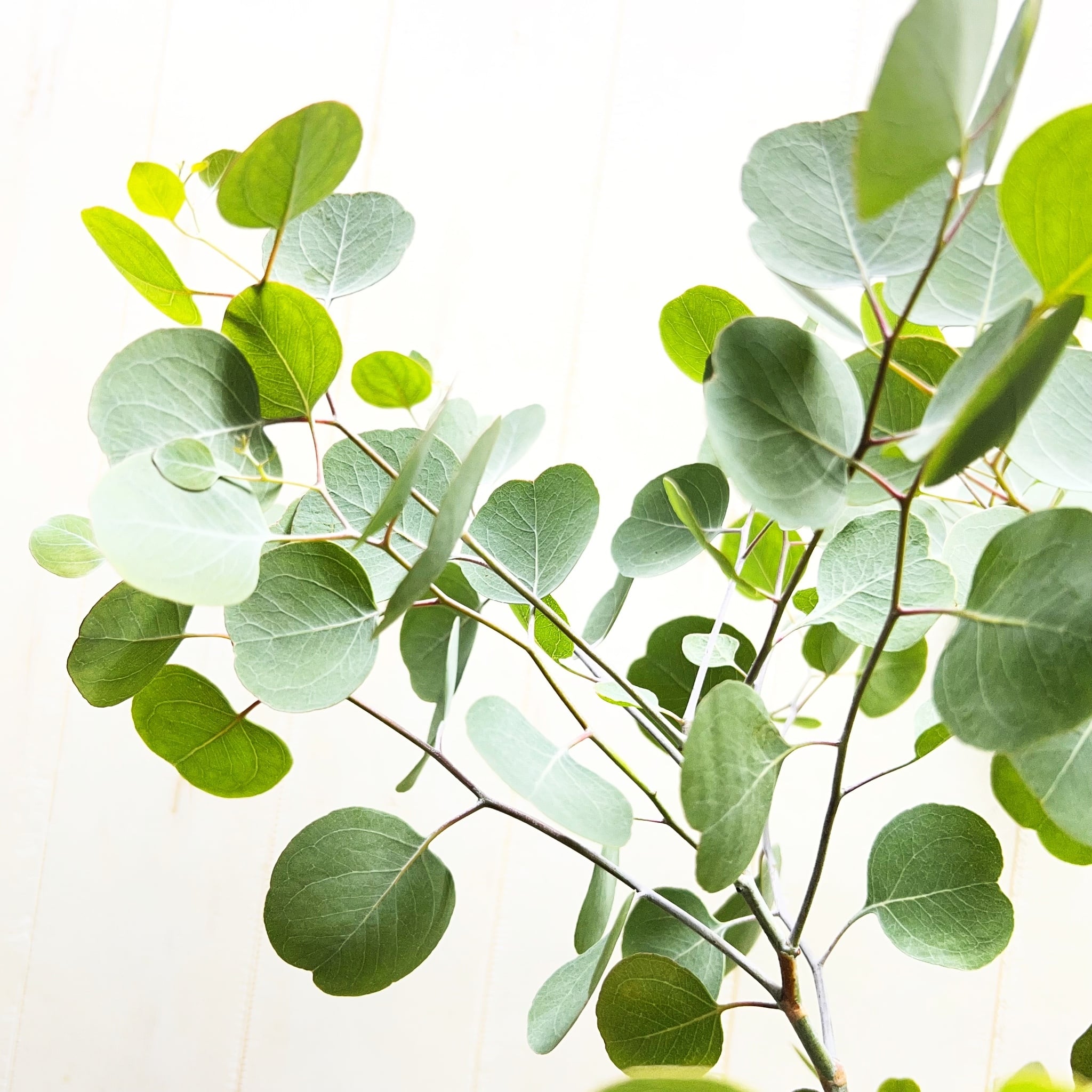 厳選樹形 幹太め ユーカリ ポポラス | PLANTS SHOP OLIVE
