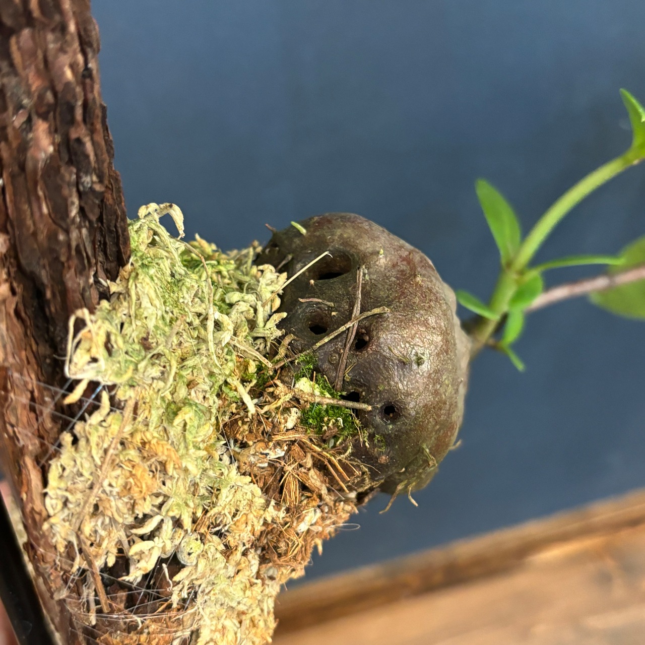 ヒドノフィツム Hydnophytum moseleyanum 【837】