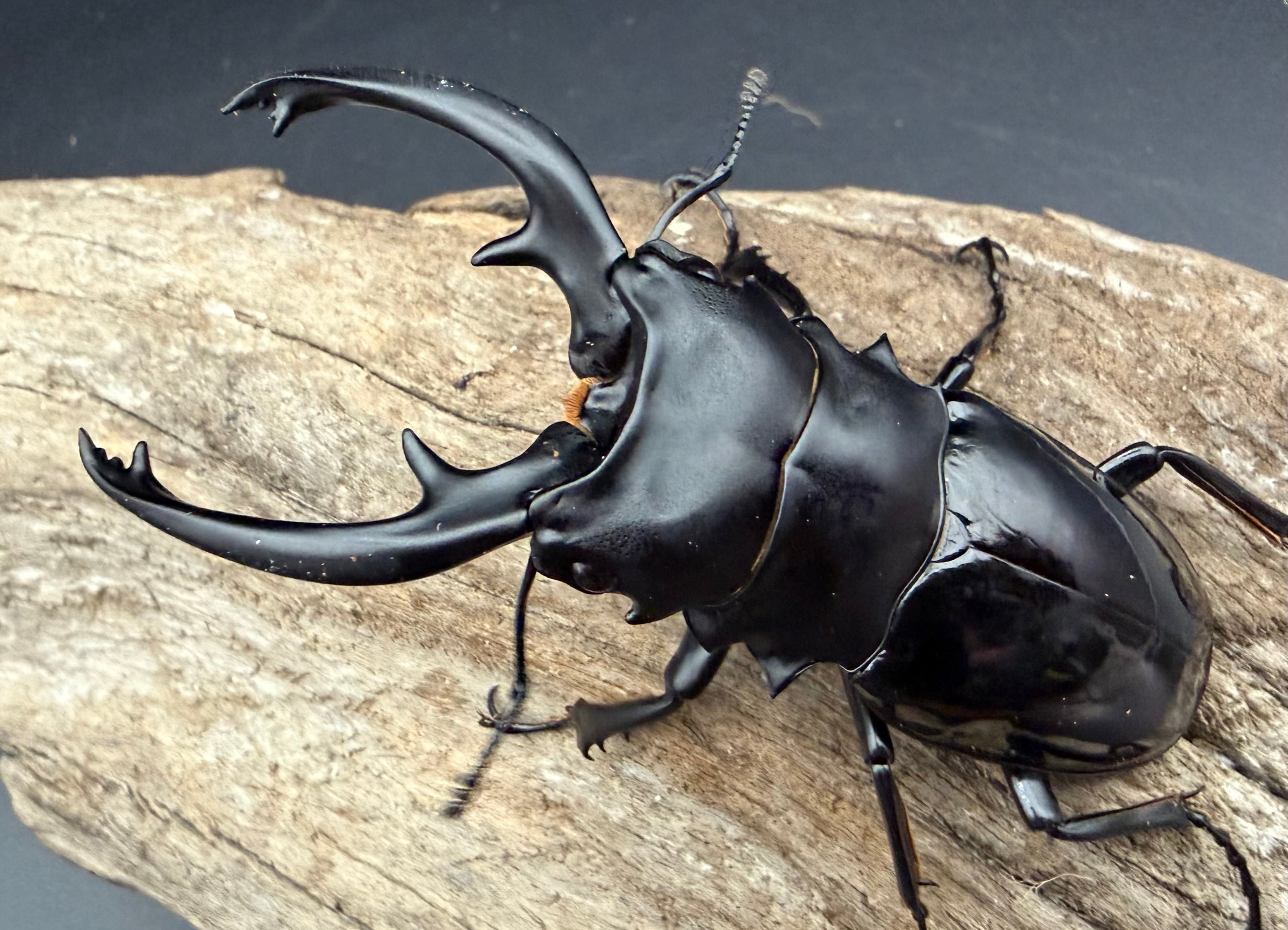 WD】《インターメディアツヤクワガタ ガントン産 86mm ペア》 | KPW