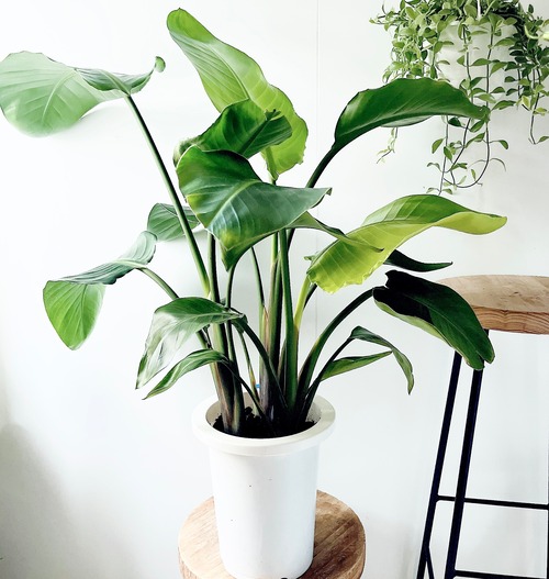 《特別価格》ストレリチア オーガスタ 3株植え Lサイズ 観葉植物 calm cafe