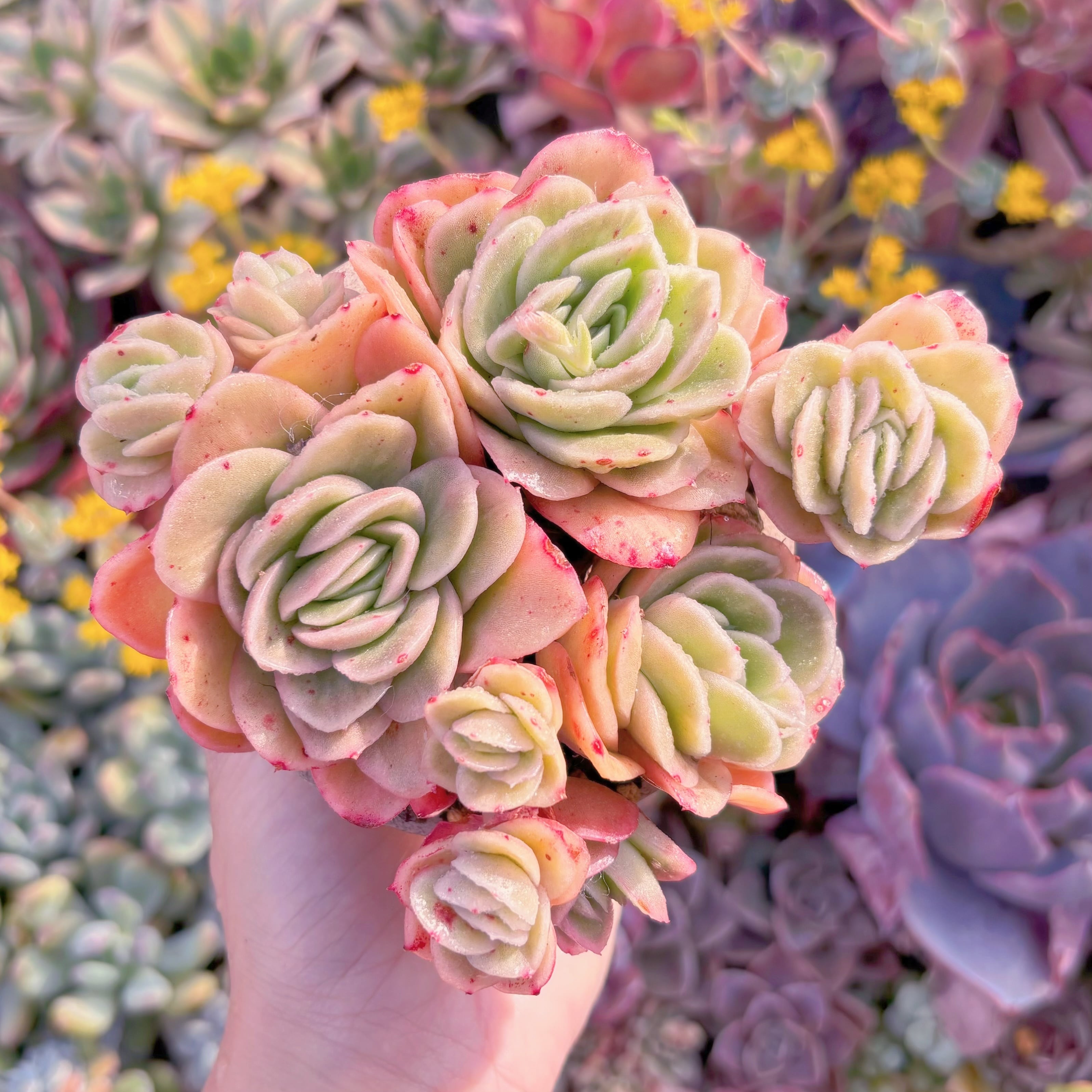 現品　アイスラブリーローズ錦#M173　群生　新入荷　るる農園