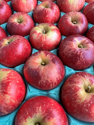 【あかね】りんご　40～50玉　（梱包：10㎏ダンボール箱）