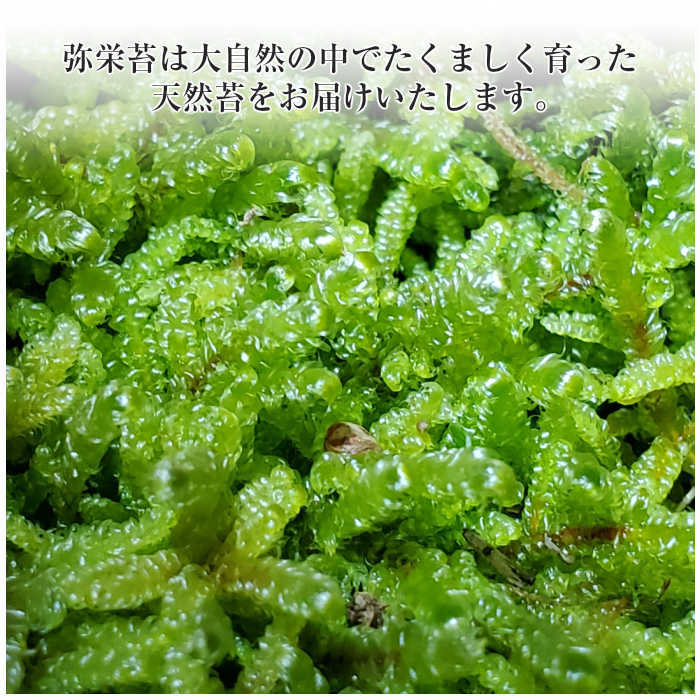 天然ハイゴケ 1パック分 | 弥栄苔 本店