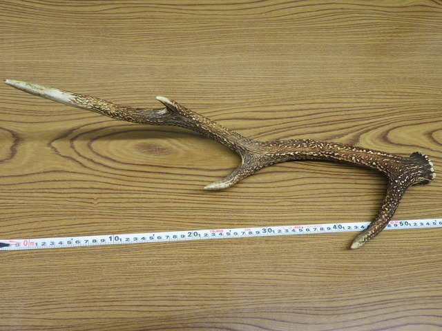 鹿角③　1本　約54cm