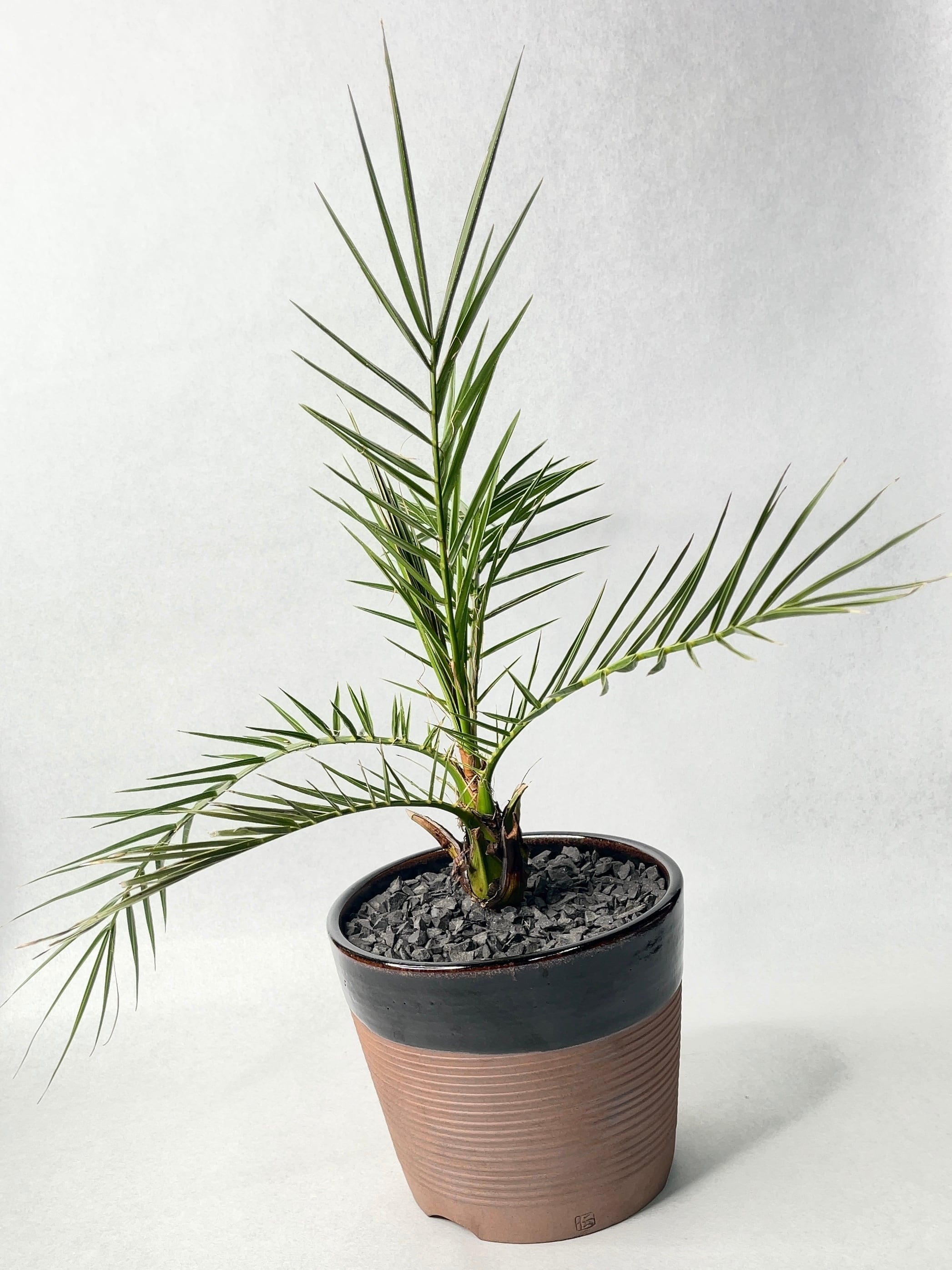 TOMO's　現物「ナツメヤシ」10号　H100ｃｍ　Phoenix TOMO's様専用 現物「ナツメヤシ」10号 H100cm Phoenix - メルカリ