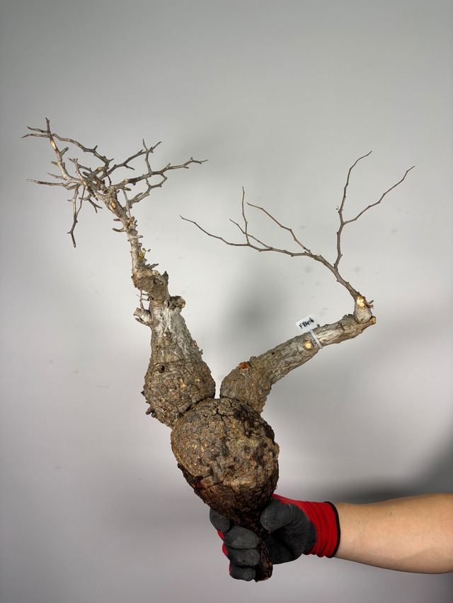 F146 現地発根株 オペルクリカリア パキプス 6/15 入荷 Operculicarya pachypus 塊根植物 現地球