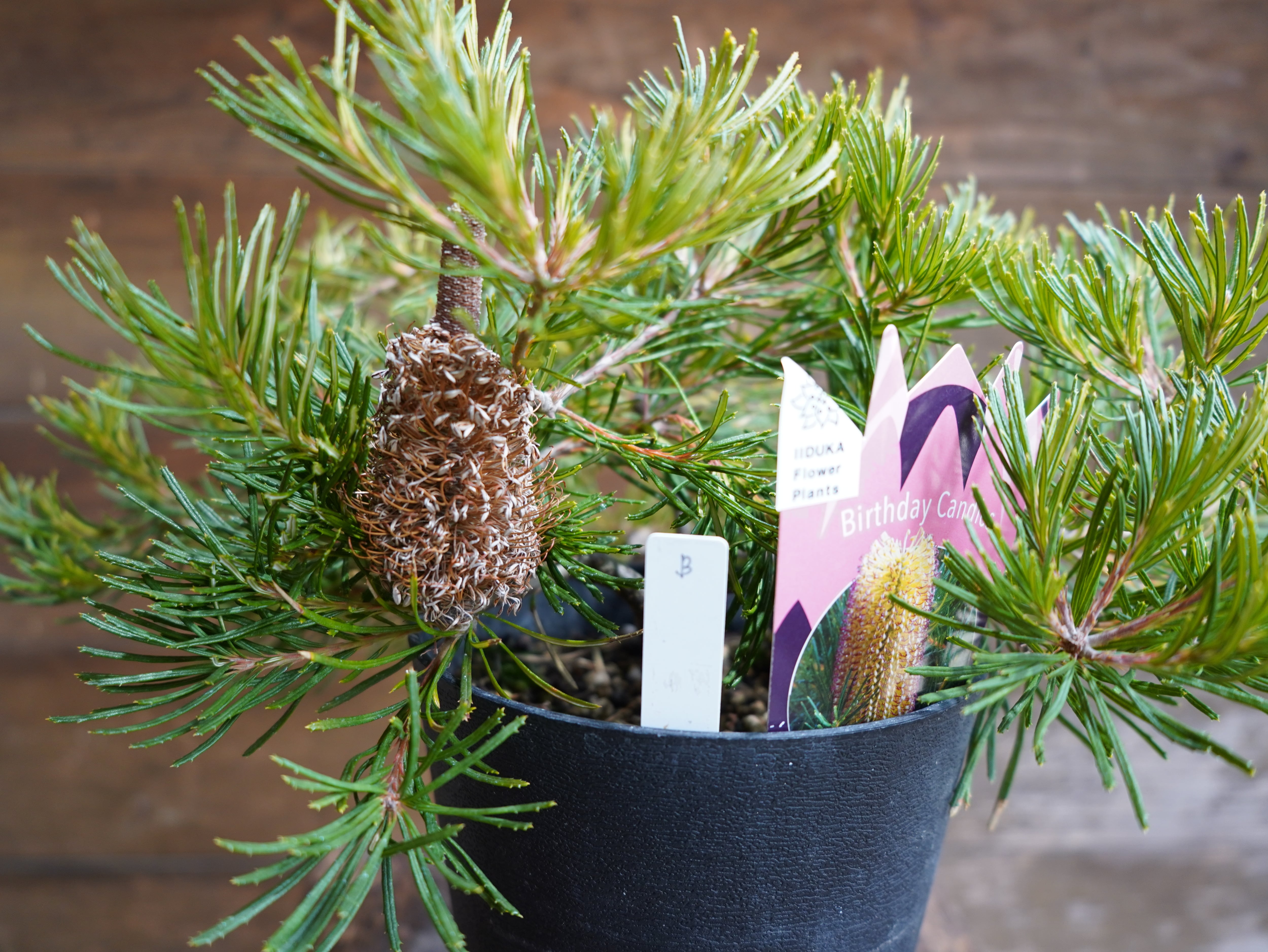 【現物】バンクシア　”バースデーキャンドル”　B