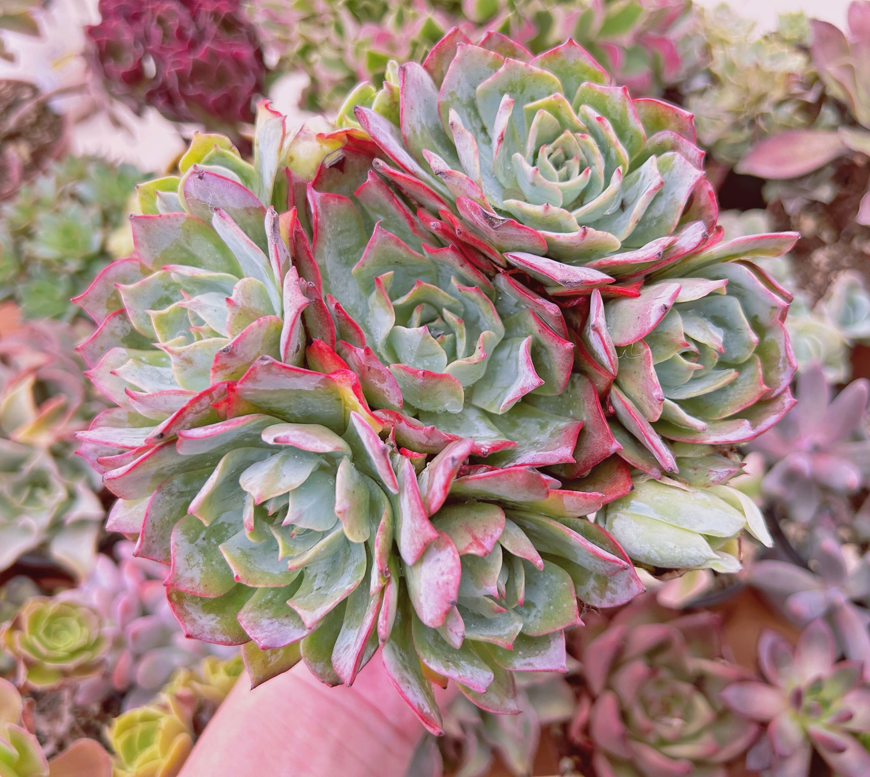 多肉植物　Echeveria  ロザニー　5～8頭　特大群生