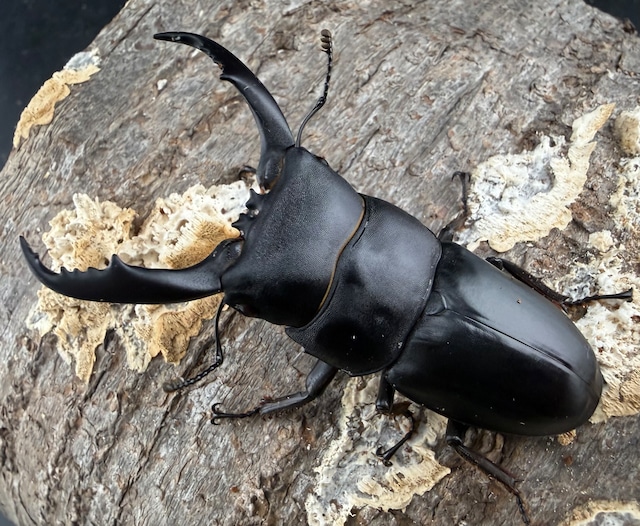 《ウンナンヒラタ 貴州省産 63mm ペア》わたくわ氏ブリード個体