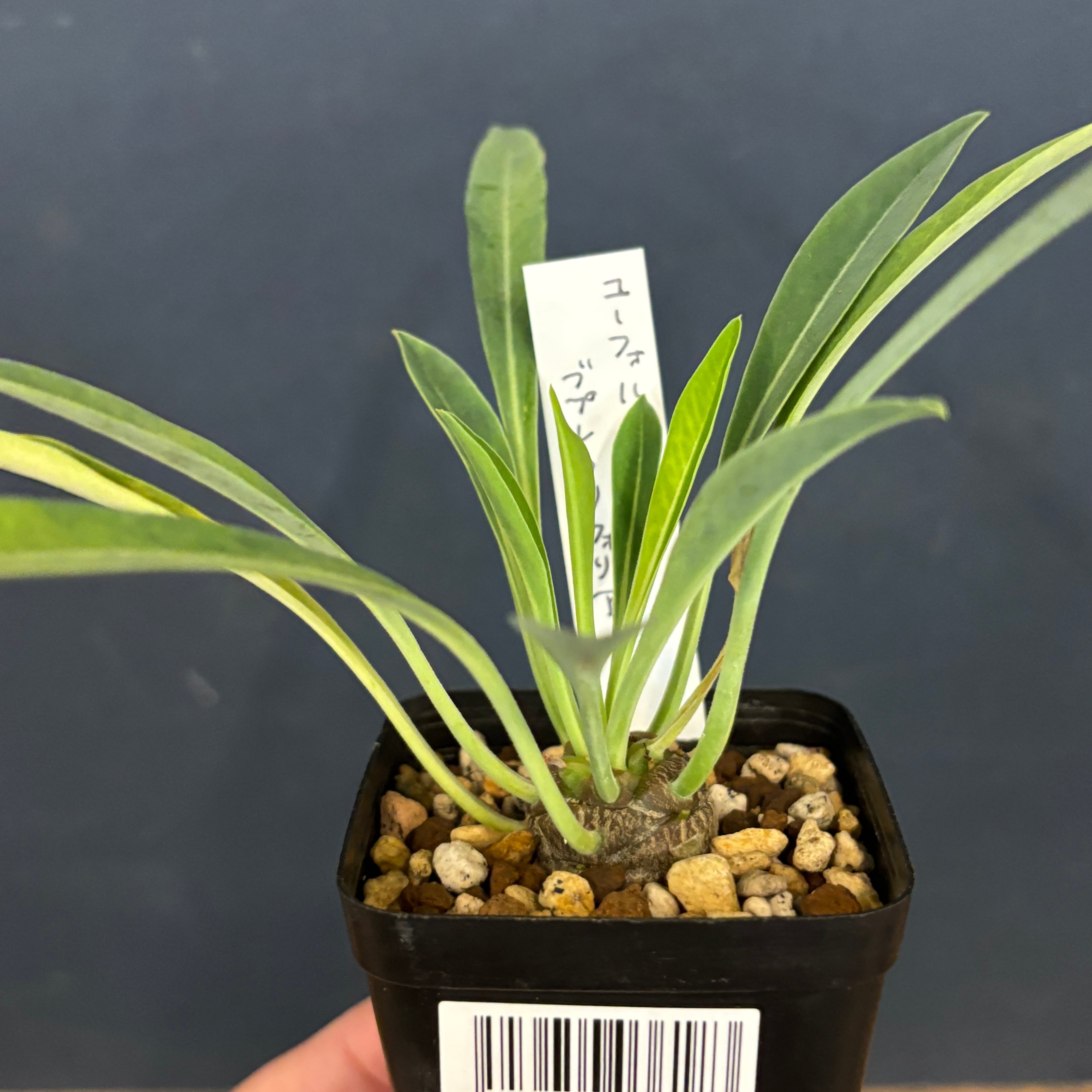 ユーフォルビア 鉄甲丸(ブプレウリフォリア)【739】 | PROTOLEAF