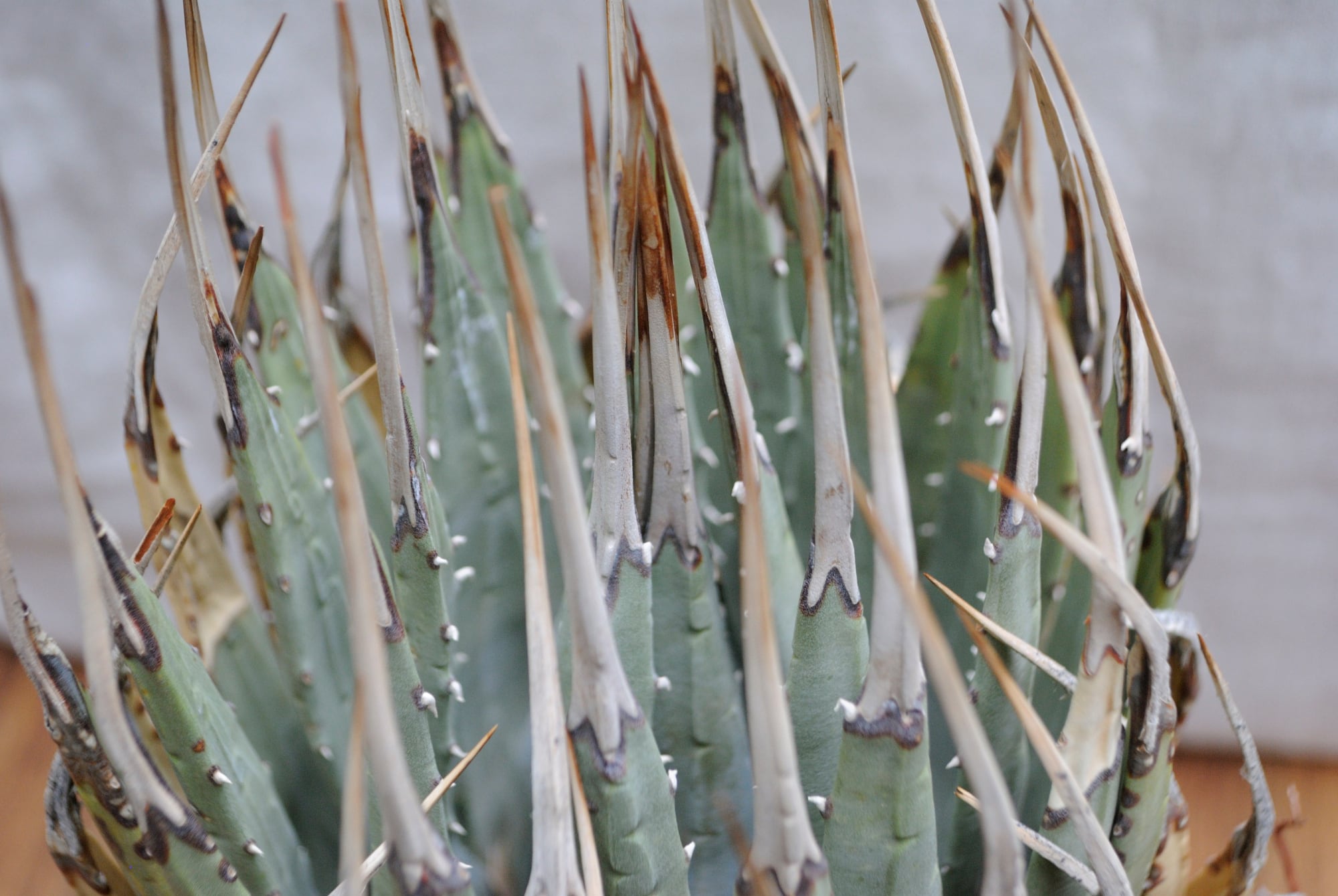 アガベ エボリスピナ アガベ エボリスピナ | 叢 – くさむら – Qusamura