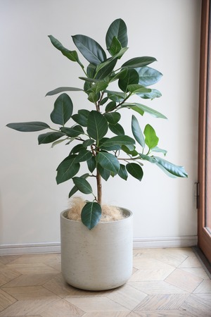 【L/120cm】フィカス アルテシマ 青葉/Ficus
