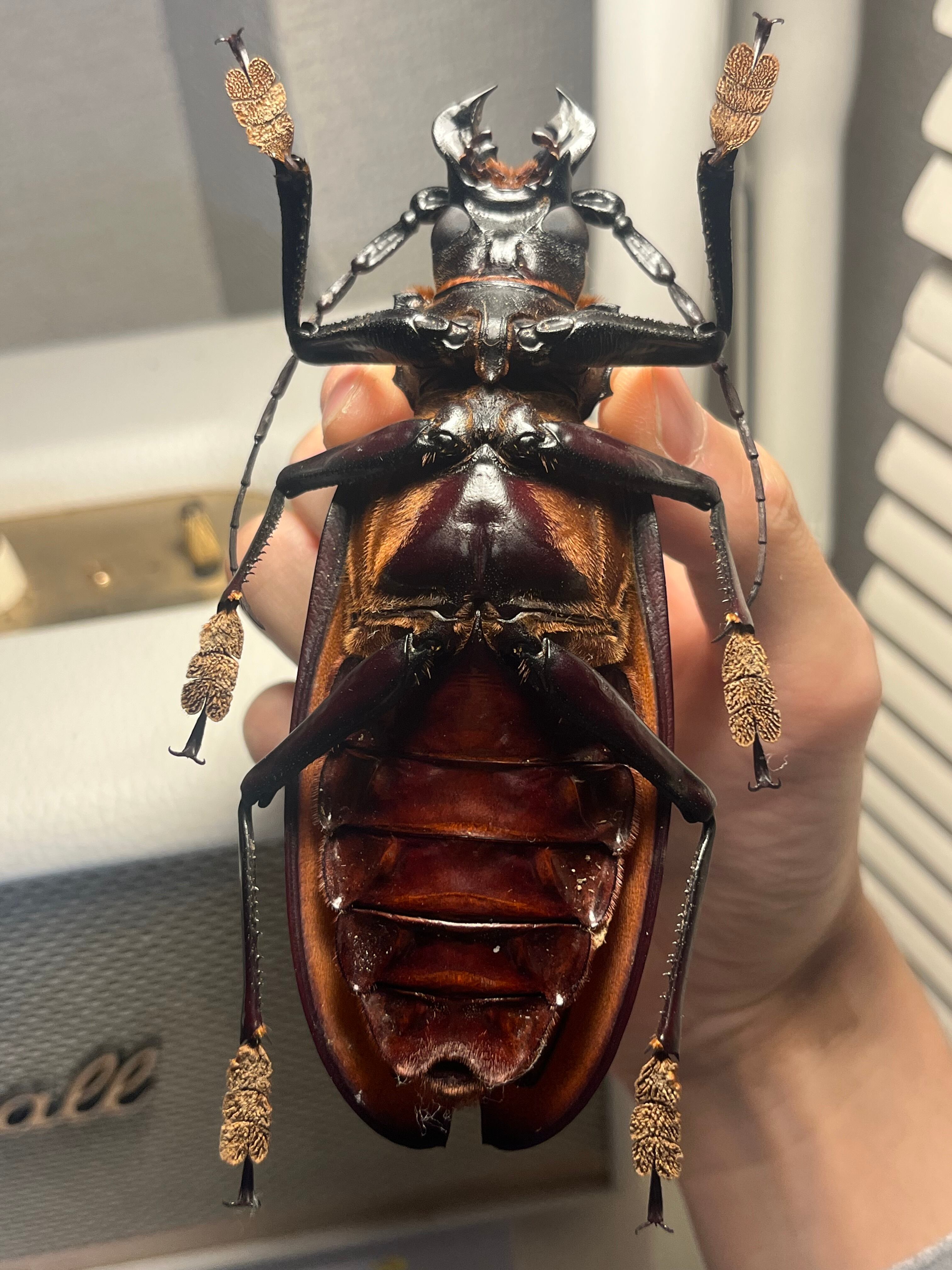 131mm】タイタンオオウスバカミキリ カブトムシクワガタハナムグリ
