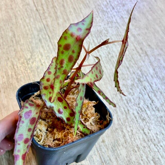 ライン木質化多稜タイプ】雄株 12稜 Euphorbia Obesa ユーフォルビア
