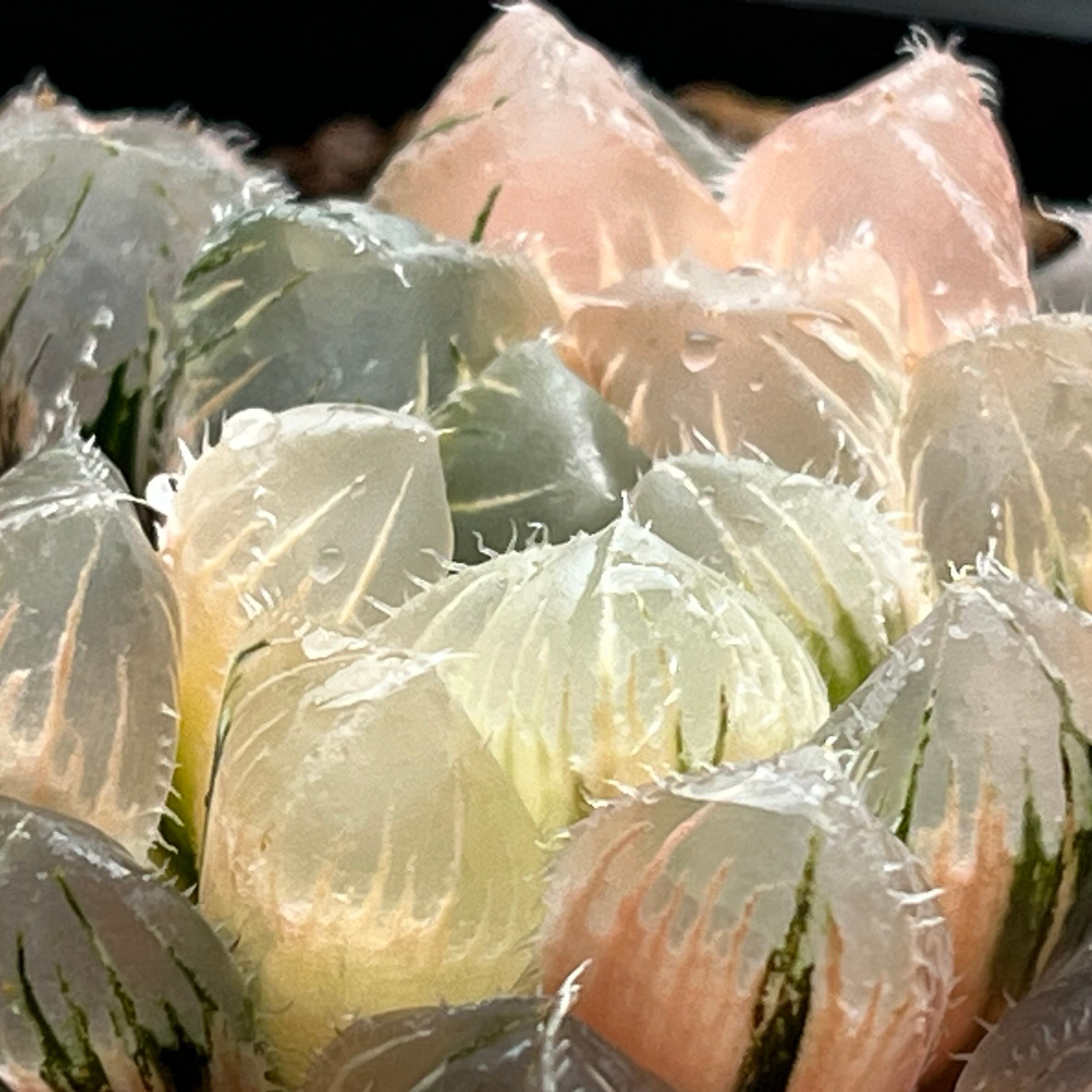 ハオルチア 玄氷錦×赤線レンズ錦 実生 | mocono_plants
