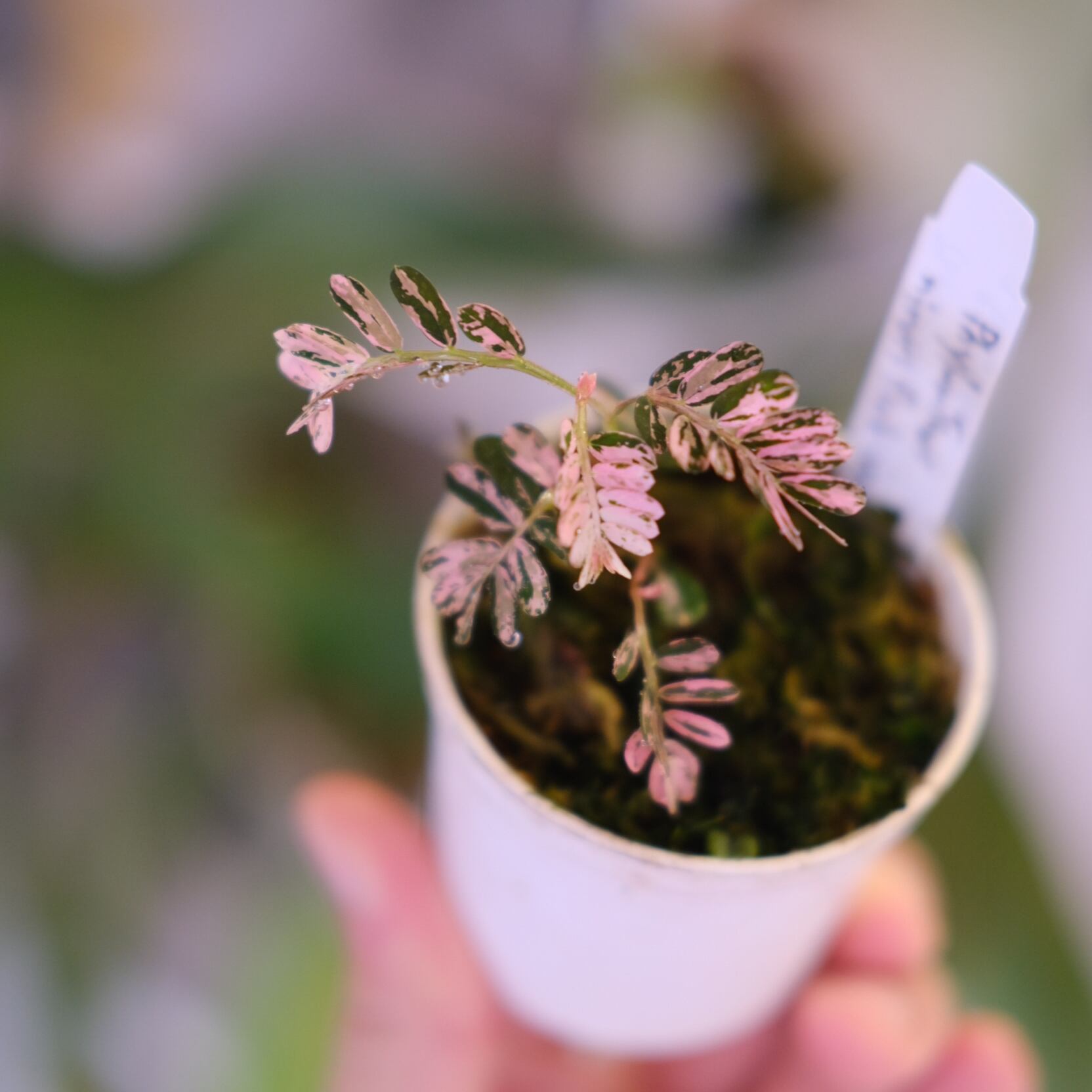 Phyllanthus urinaria 'Pink Variegated'│フィランサス・ウリナリア
