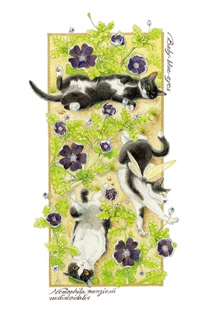 妖精猫ポストカード　BOTANICAL FANTASY シリーズ　白黒＆ブチ猫　10種（各１枚）