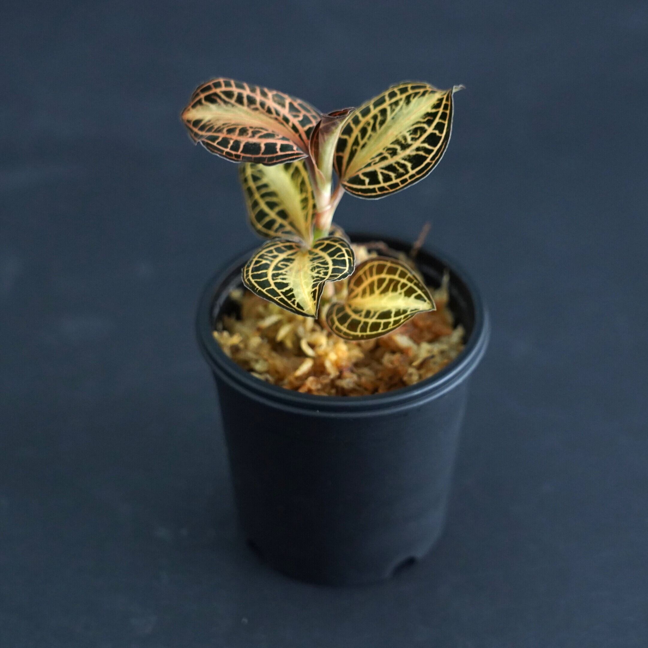 ◇現品◇アネクトキルス アルボリニアタス“ノック”【ジュエル