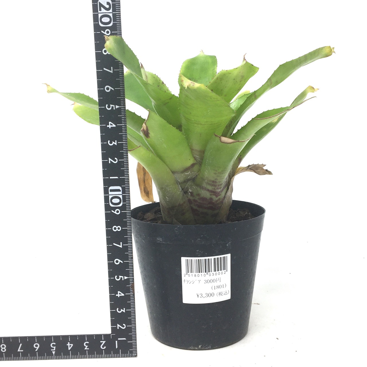 ネオレゲリア タイガーキャット【191】