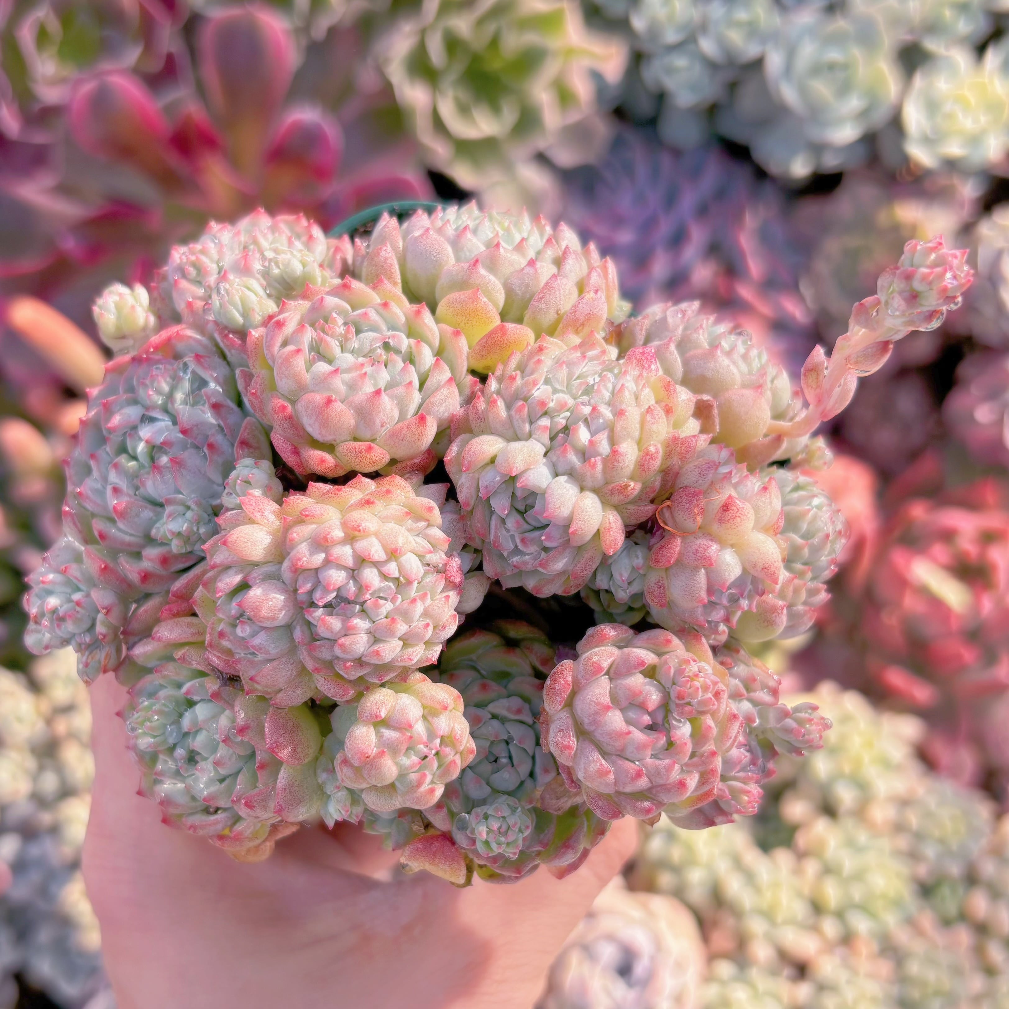 現品　ピンクベリー#239　群生　るる農園