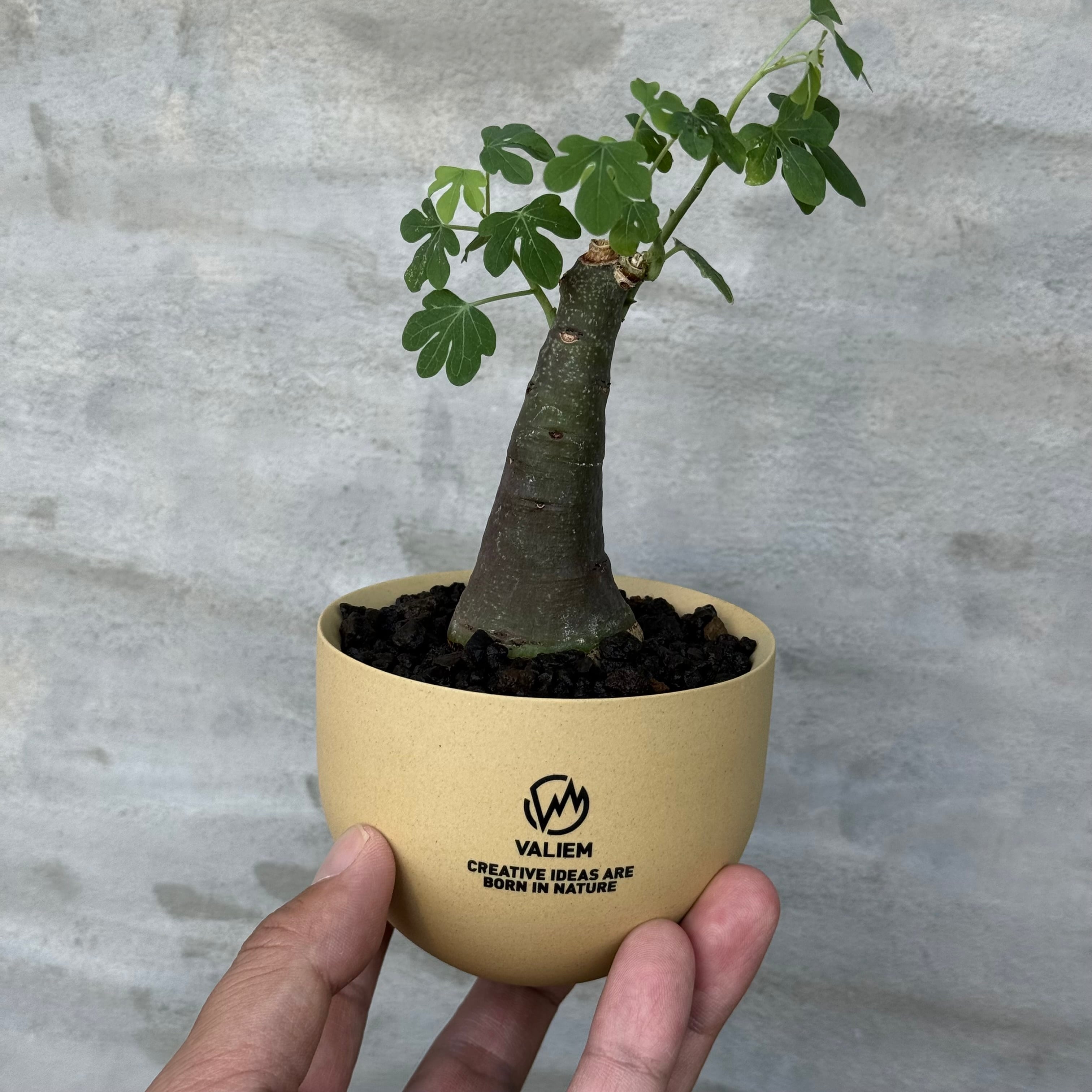 8/10（月）21:00より再販！【植物鉢】 Valiem GHOST（BOWL / Lサイズ