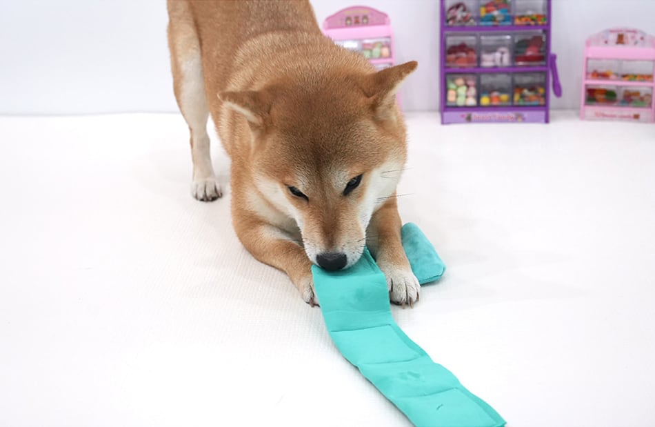 jellychu pocket toy / ペット 犬 おもちゃ カシャカシャ 知育玩具 ノーズワーク おやつ隠し 可愛い わんちゃん おもちゃ ストレス解消 toy16