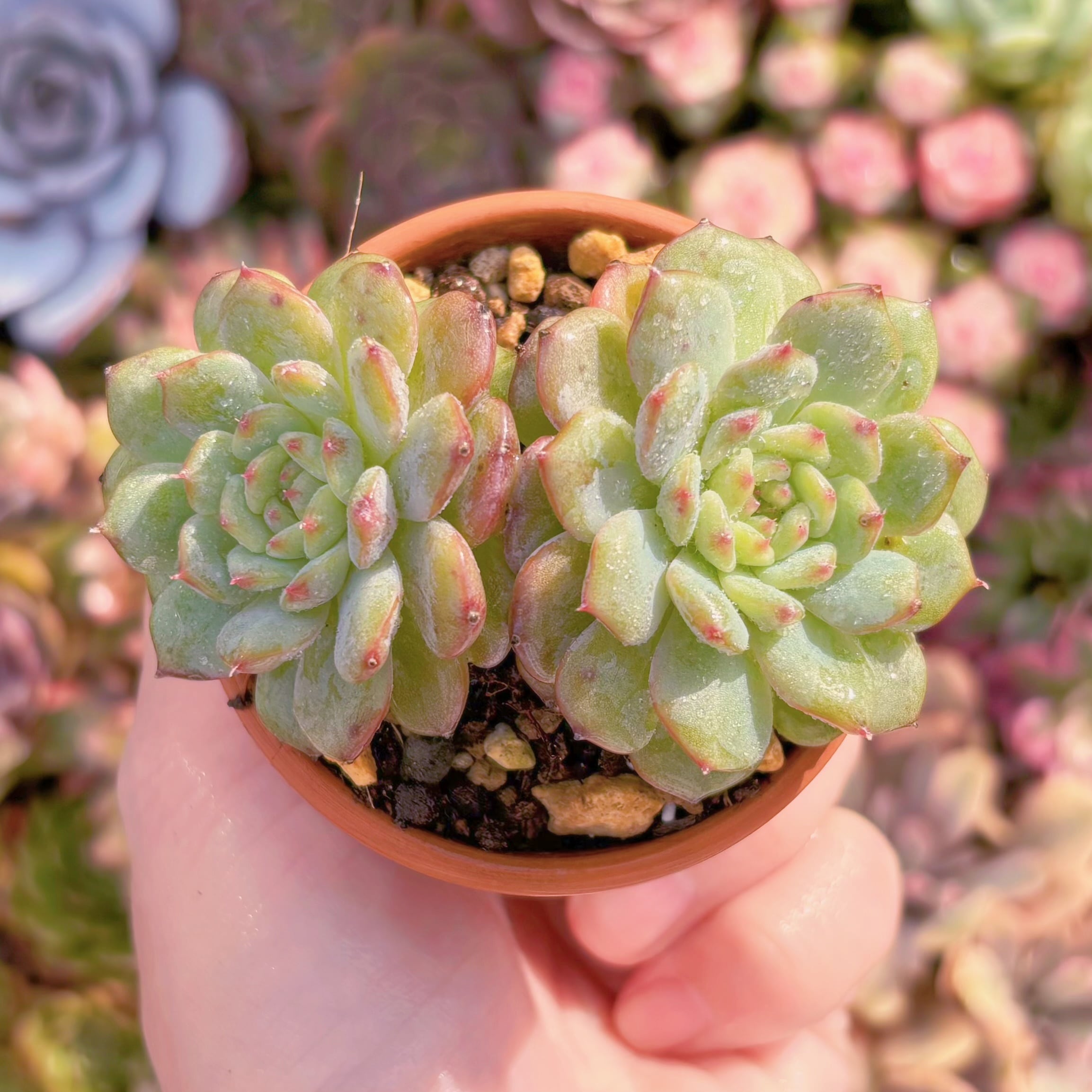 現品　ハニーベビー#K042　るる農園