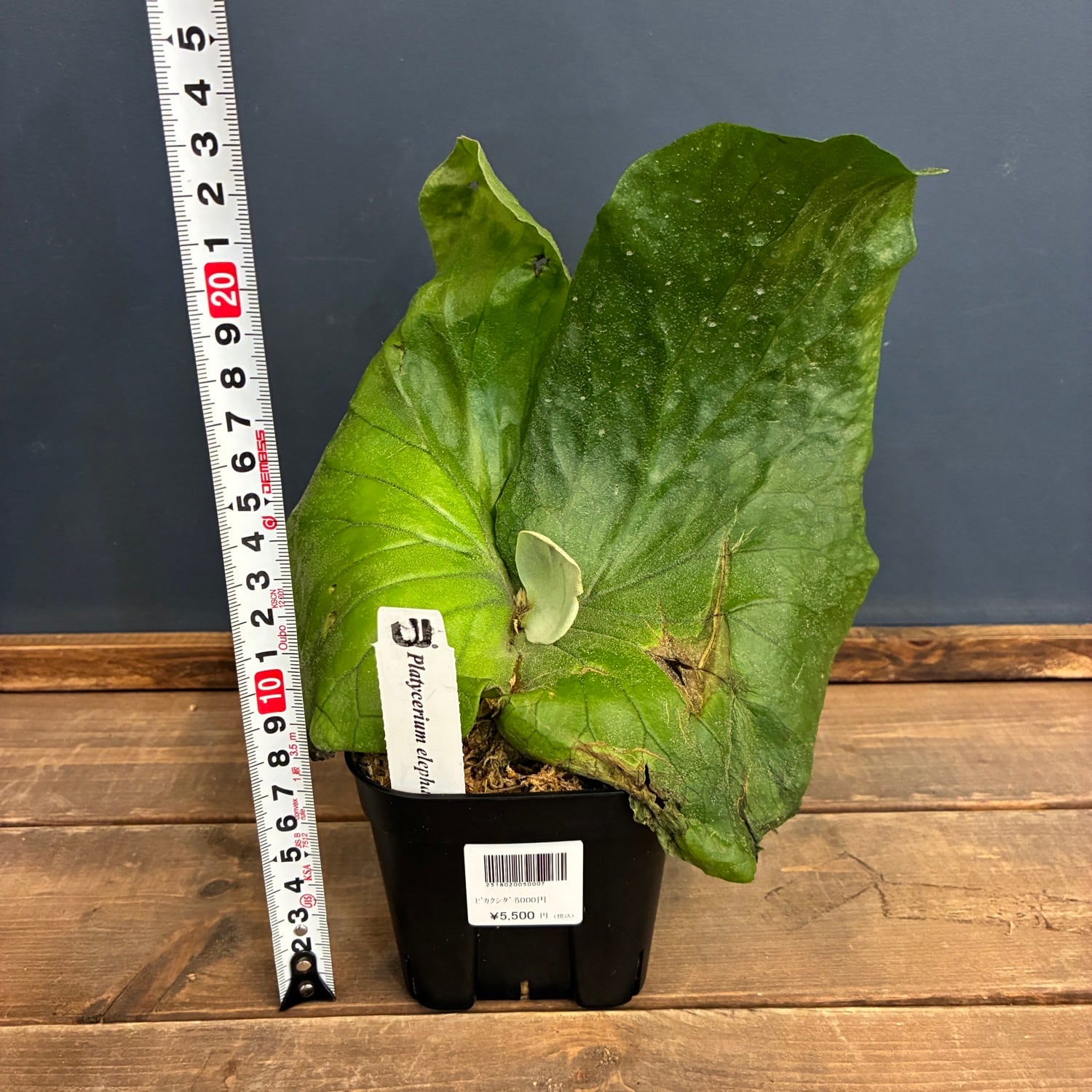 ビカクシダ P. elephantotis var. Mammuthus【797】 | PROTOLEAF