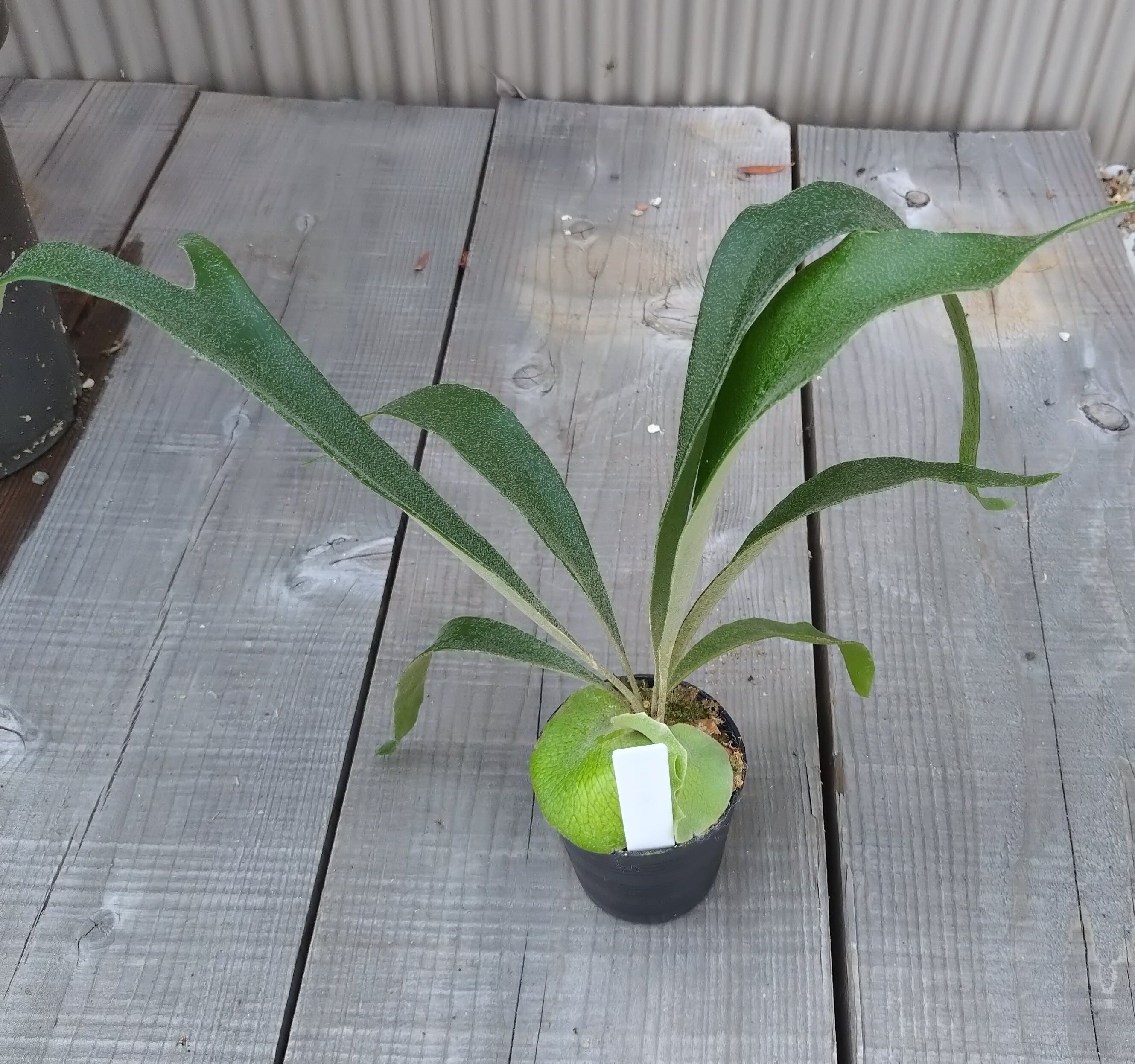 ビカクシダWillinckii A+ dwarf select pup株分子株#（ビカクシダ P 